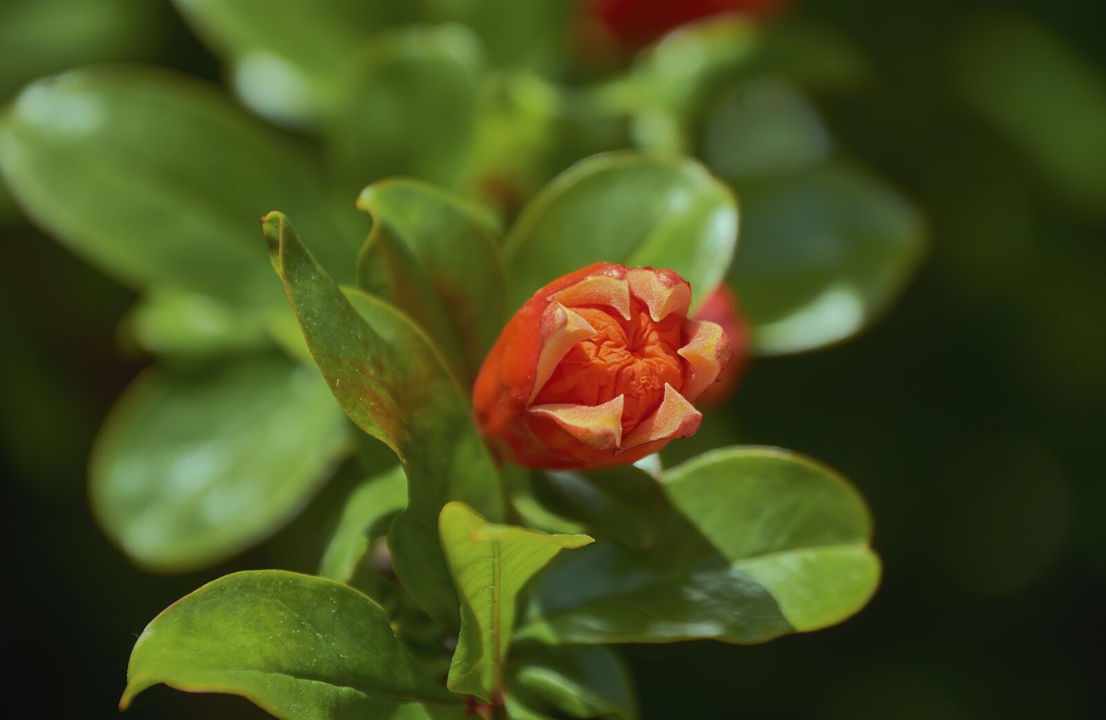 Nikon D7200 sample photo. Maxima rubra, flower, spring photography