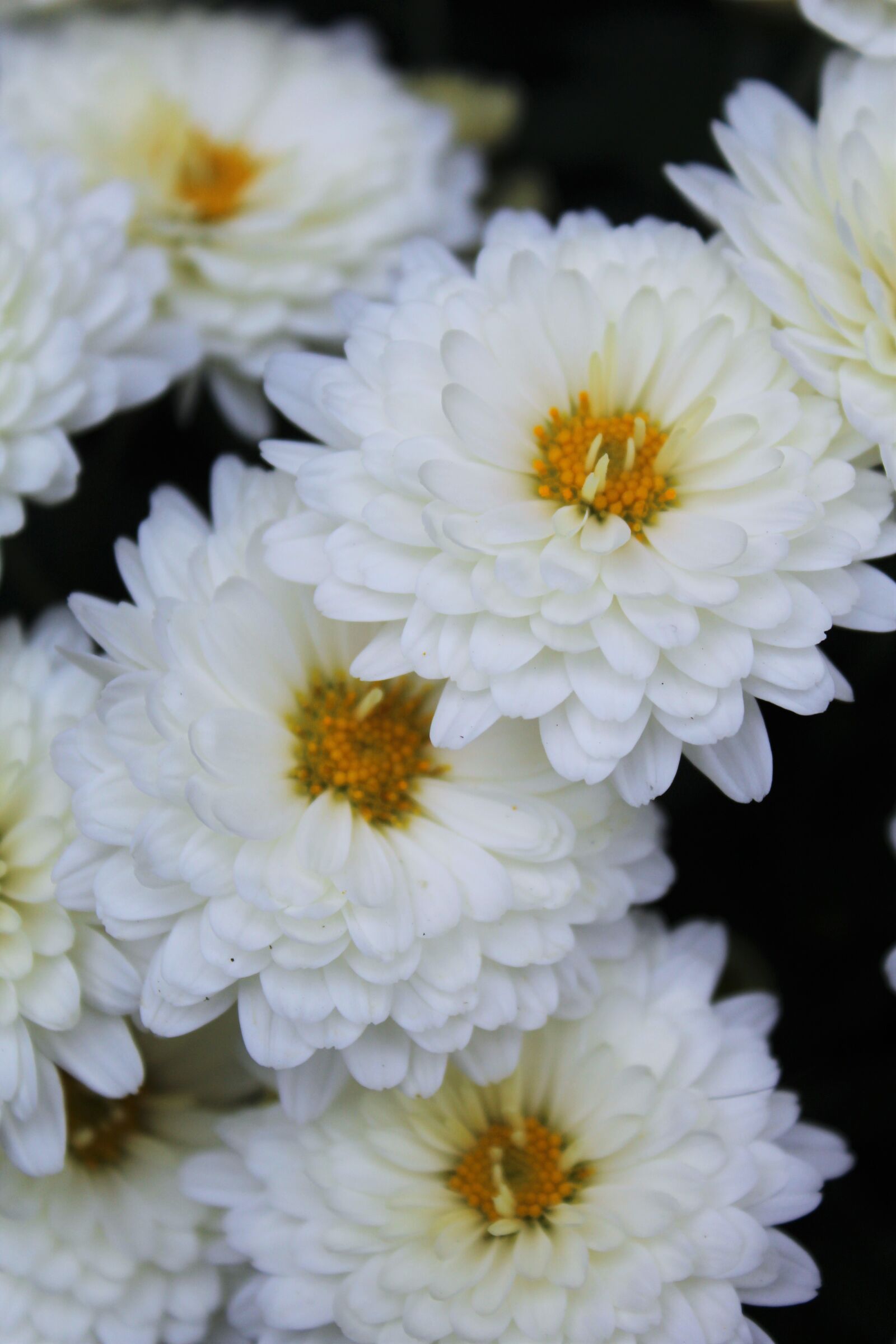 Canon EOS 1200D (EOS Rebel T5 / EOS Kiss X70 / EOS Hi) sample photo. Flowers, white, spring photography
