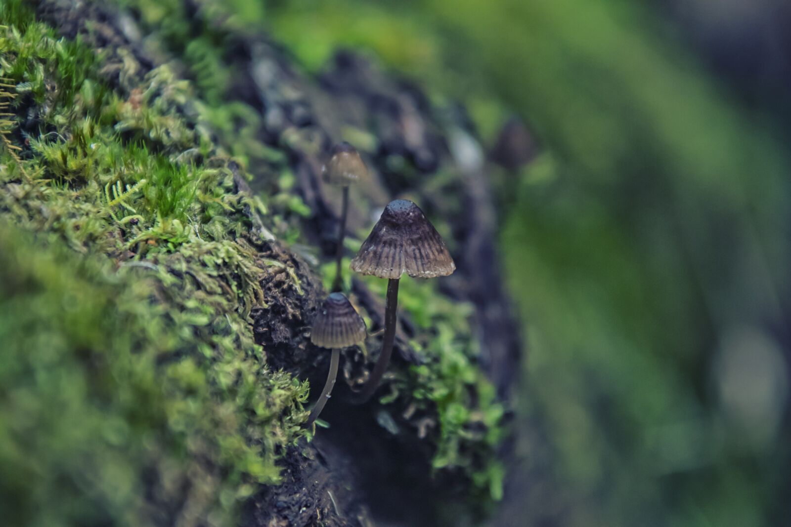 Canon EOS 5D Mark IV + Canon EF 28-300mm F3.5-5.6L IS USM sample photo. Moss, forest, nature photography