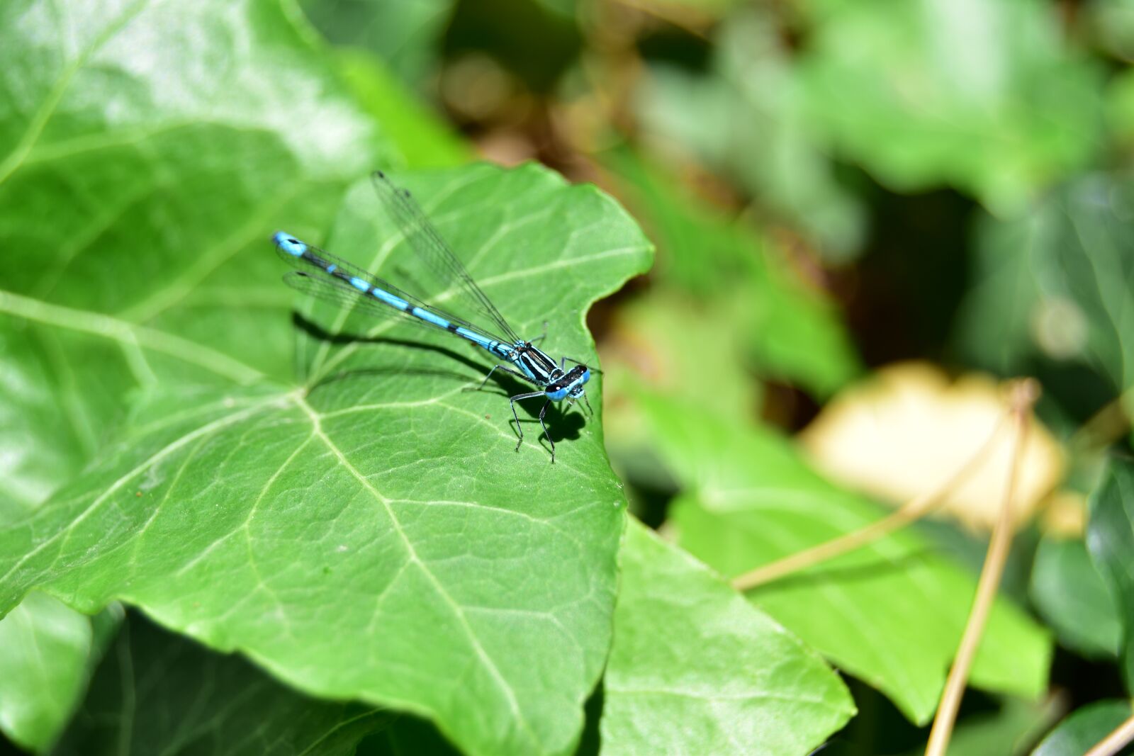 Nikon D5600 sample photo. Dragonfly in the wild photography
