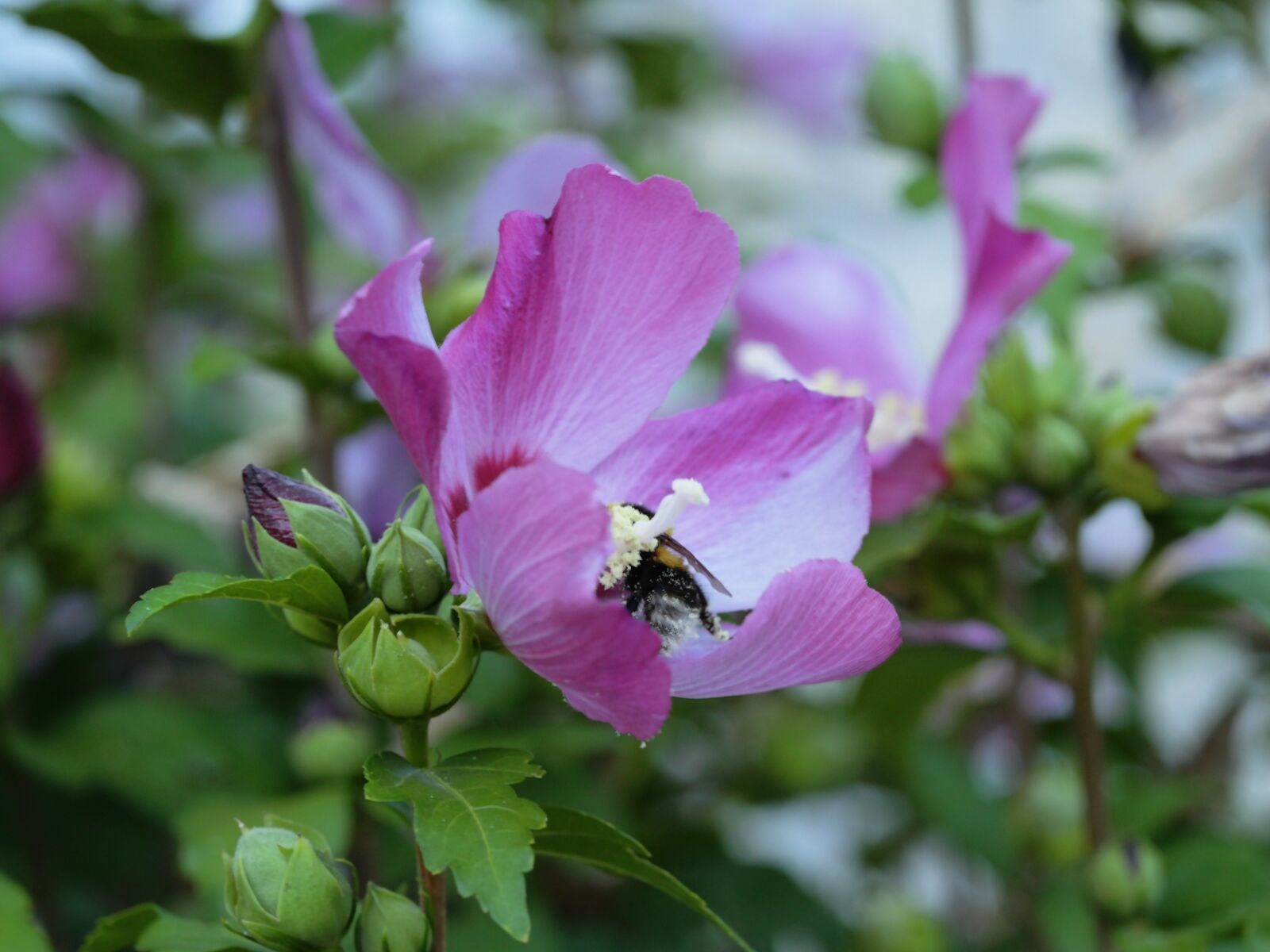 JK KODAK PIXPRO S-1 sample photo. Flower, violet, insect photography