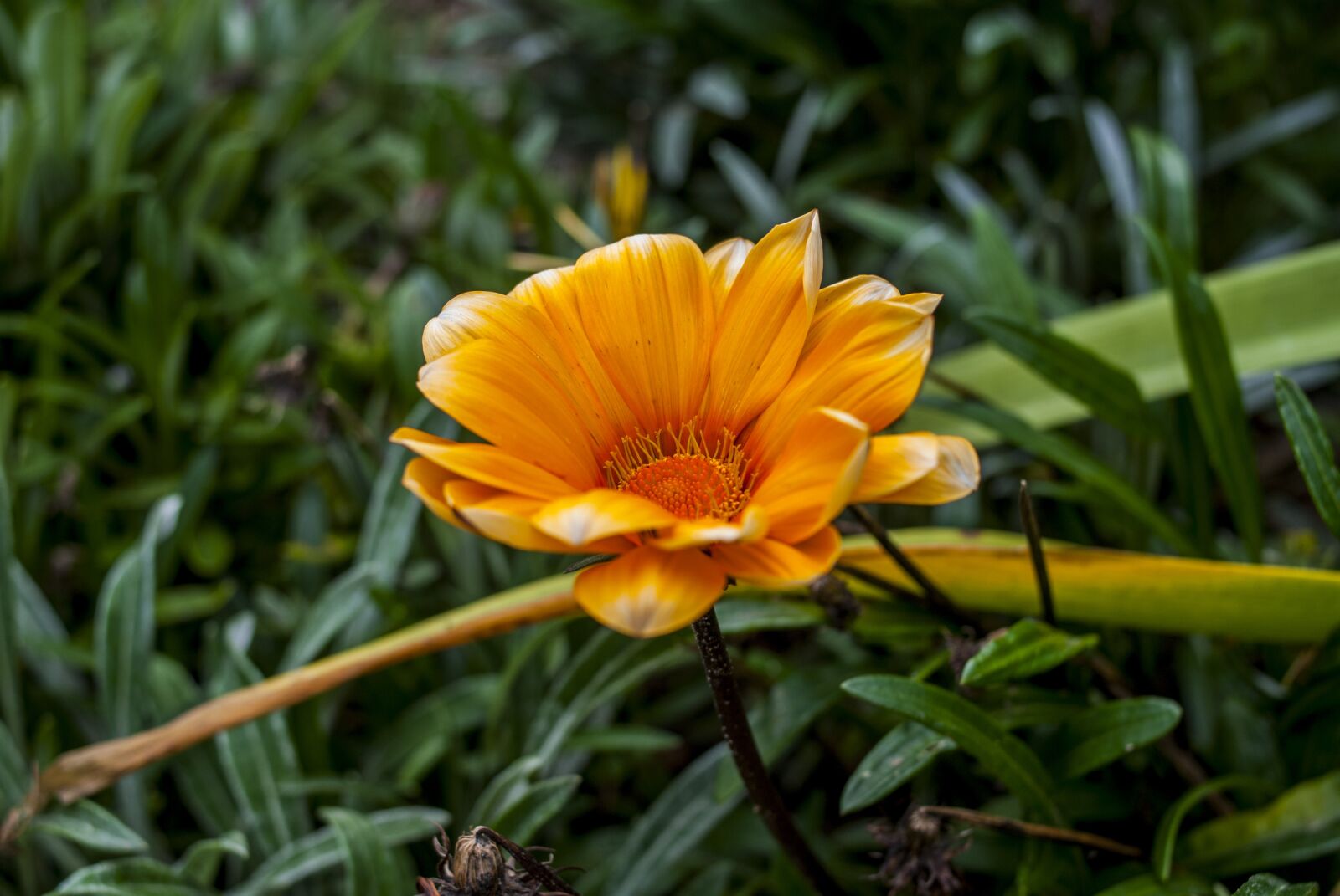 Nikon D60 sample photo. Nature, plant, summer photography