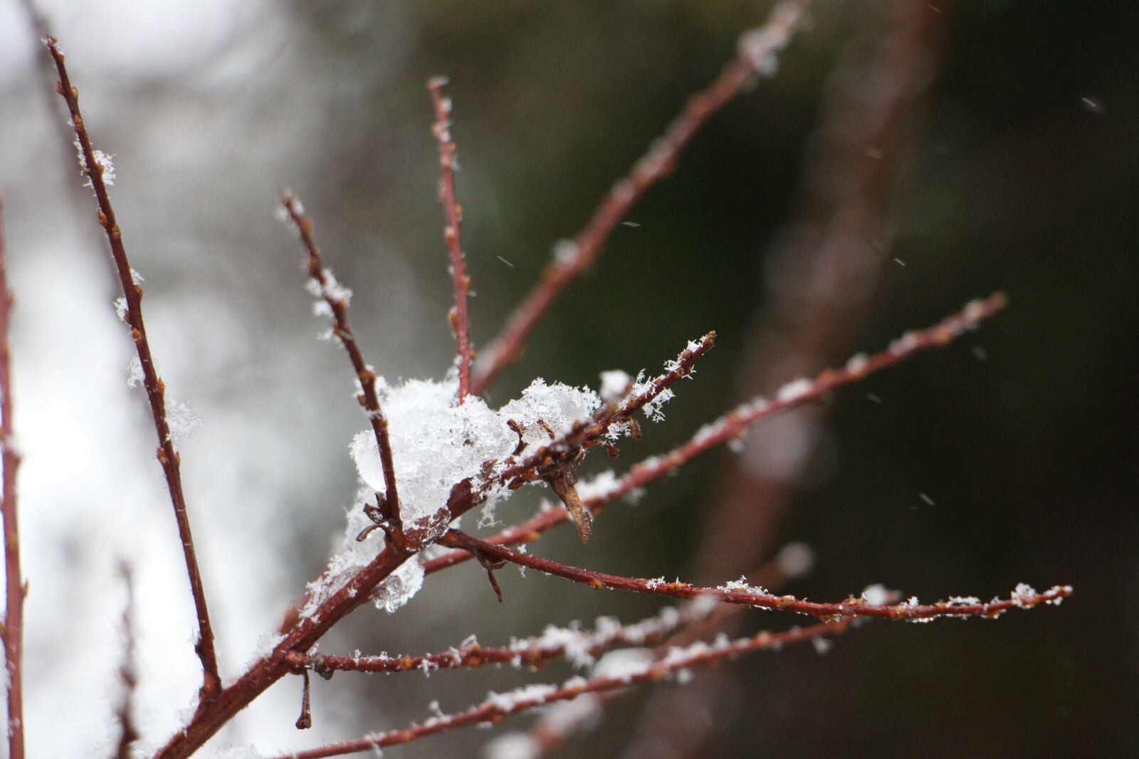 Canon EOS 700D (EOS Rebel T5i / EOS Kiss X7i) sample photo. Nature, aesthetic, branches photography