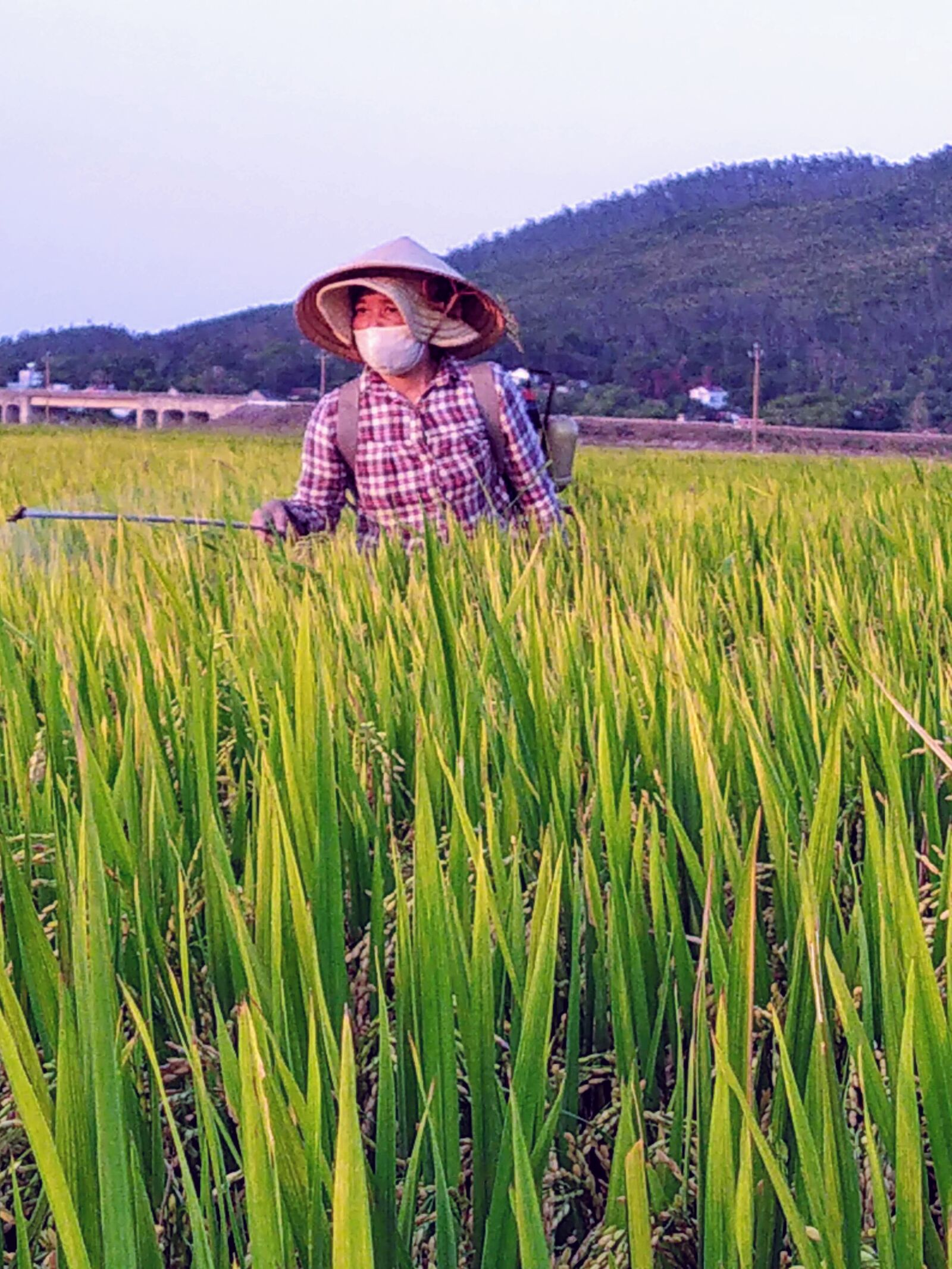 HMD Global Nokia 7.2 sample photo. Field, farmer, silk photography