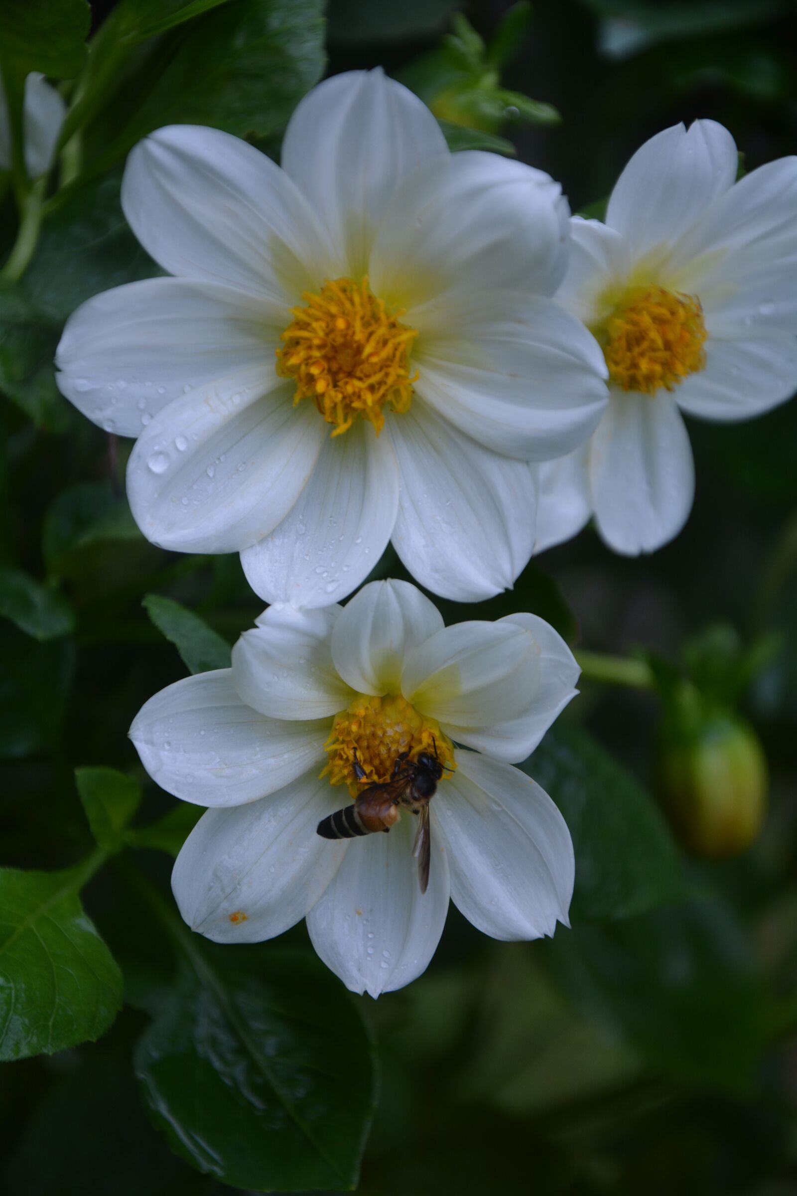 Nikon D7100 sample photo. Flower, bee, pollen photography