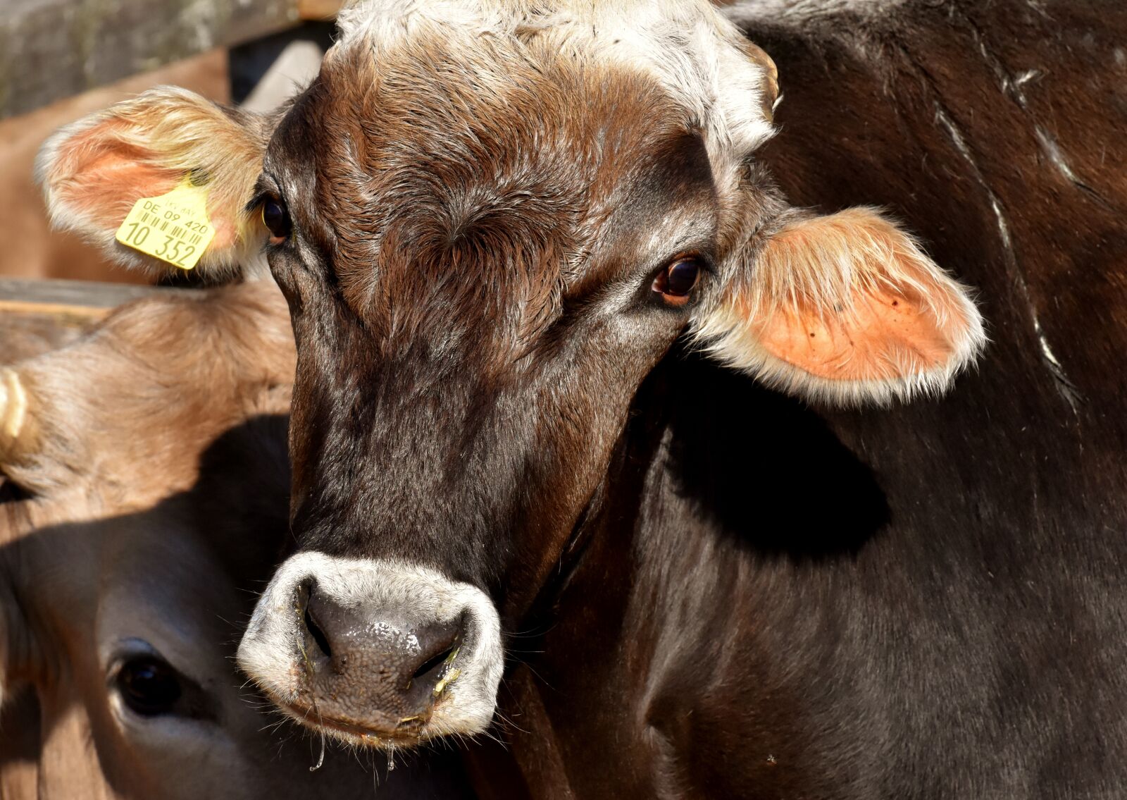 Nikon D7200 sample photo. Cow, beef, snout photography