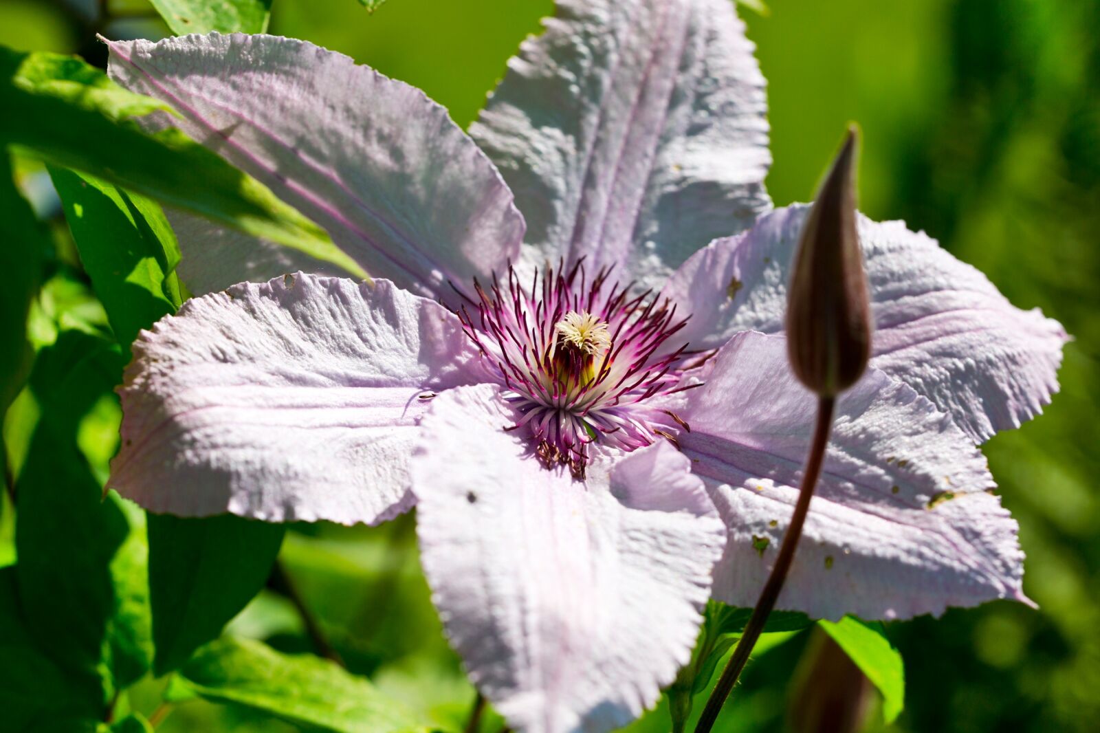 Canon EOS 5D Mark III sample photo. Clematis, blossom, bloom photography