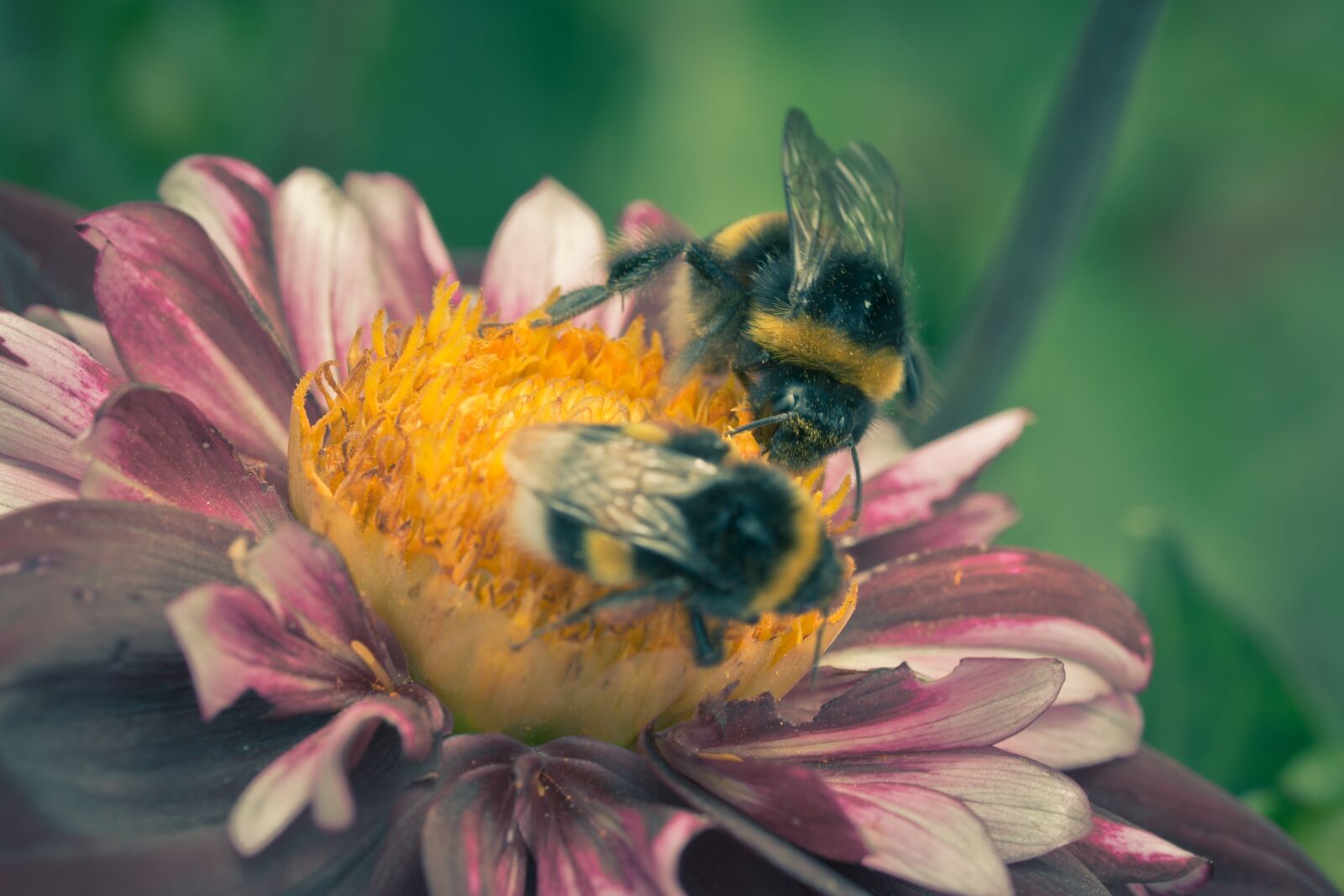 Canon EOS 70D sample photo. Dahlia hortensis, hummel, blossom photography
