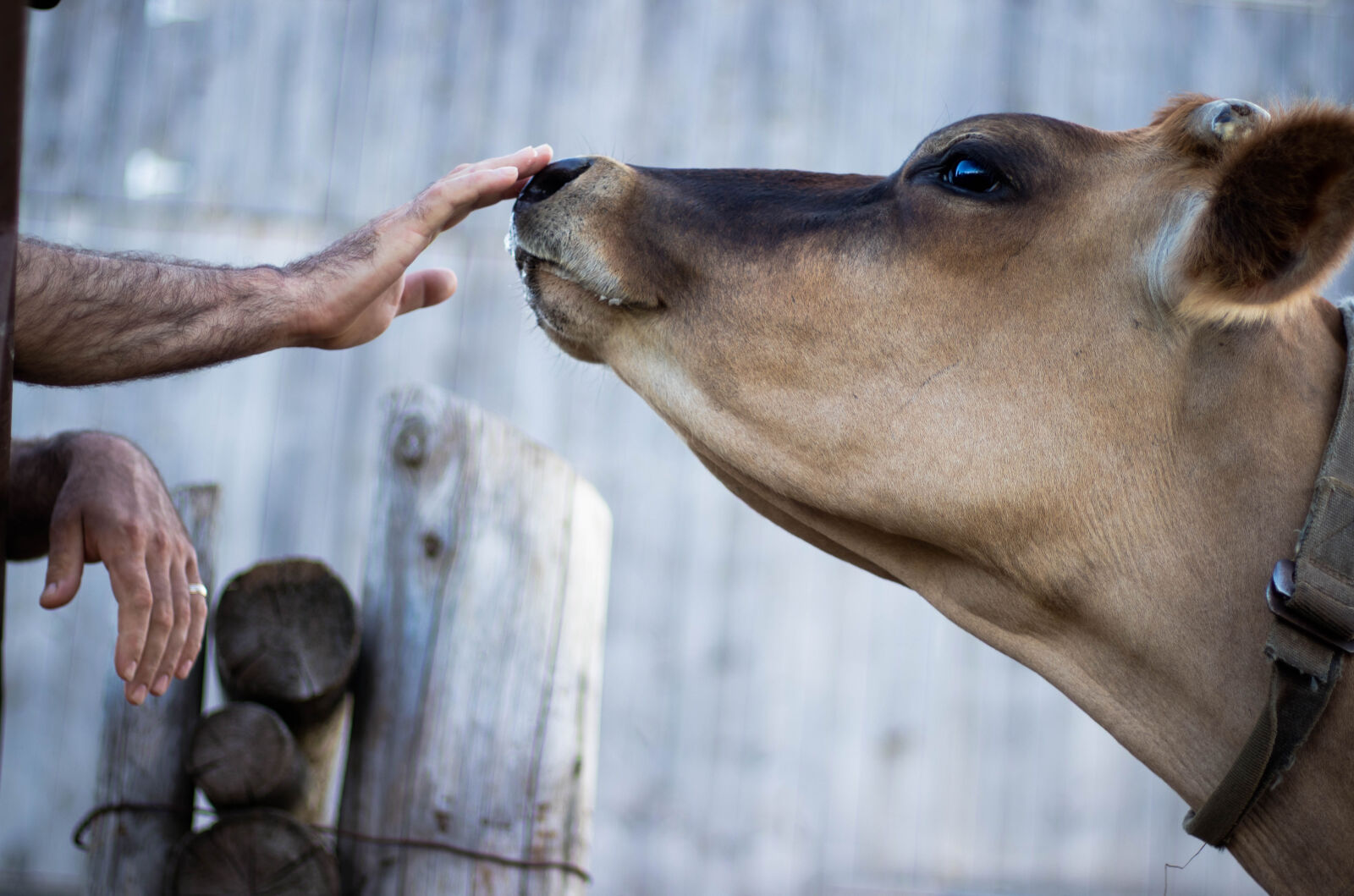 Canon EOS 80D sample photo. Animal, animal, photography, cow photography