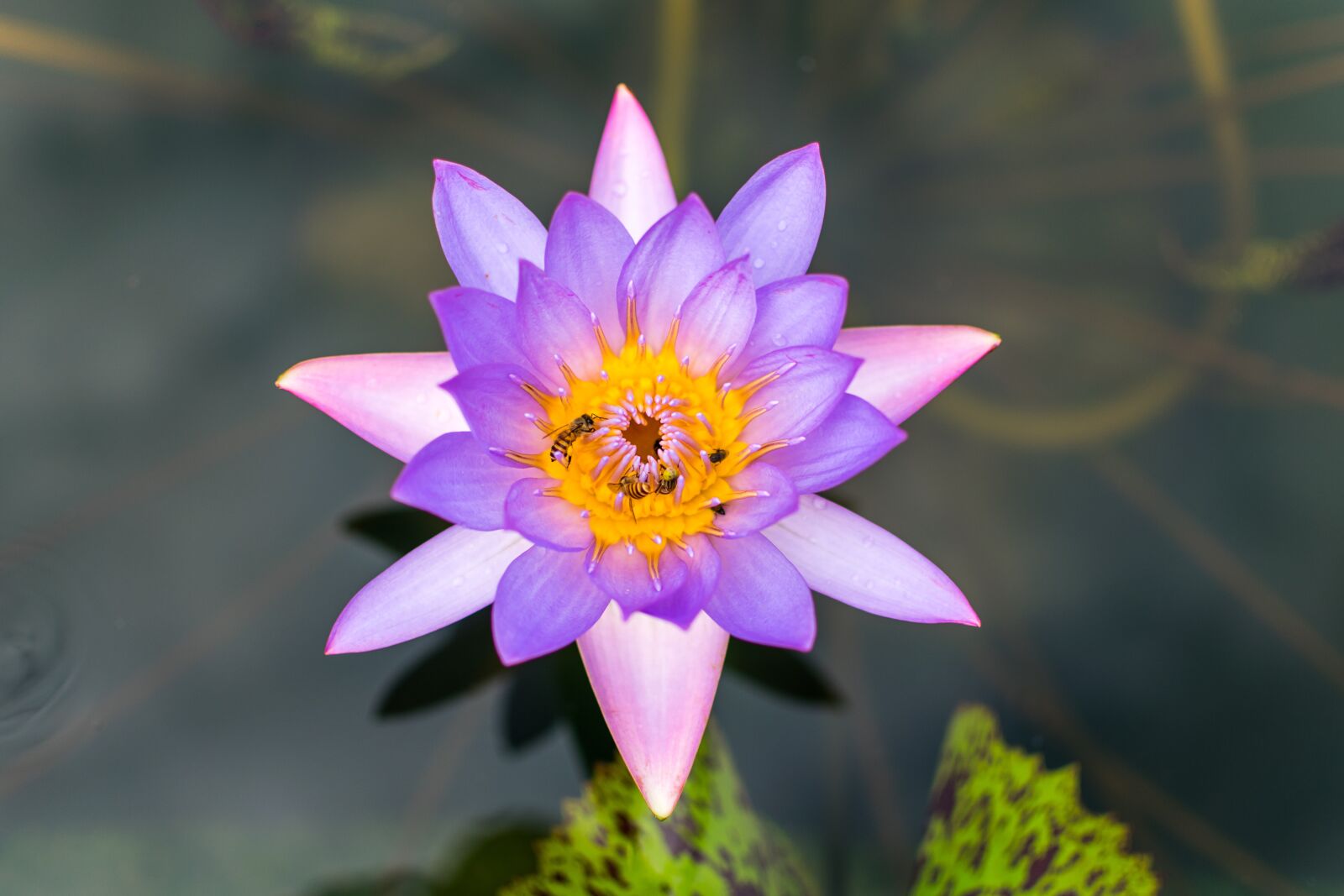 Nikon D5300 sample photo. Flower, nature, purple photography