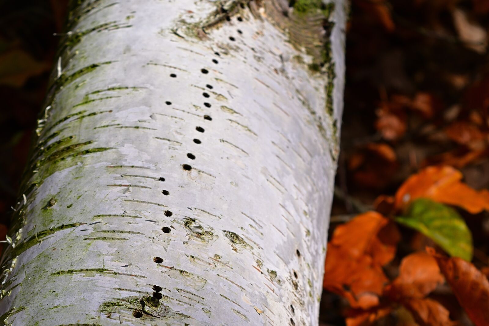 Nikon D5200 sample photo. Nature, environment, birch photography