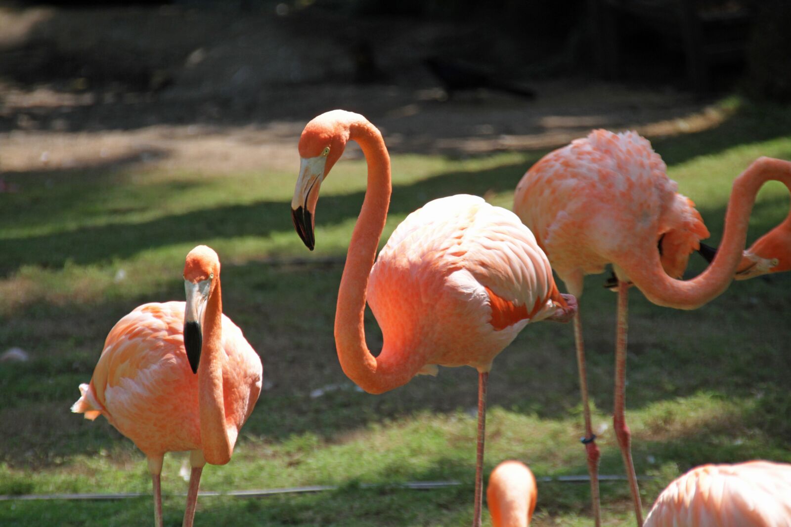 Canon EOS 7D sample photo. Flamingos, pink, birds photography