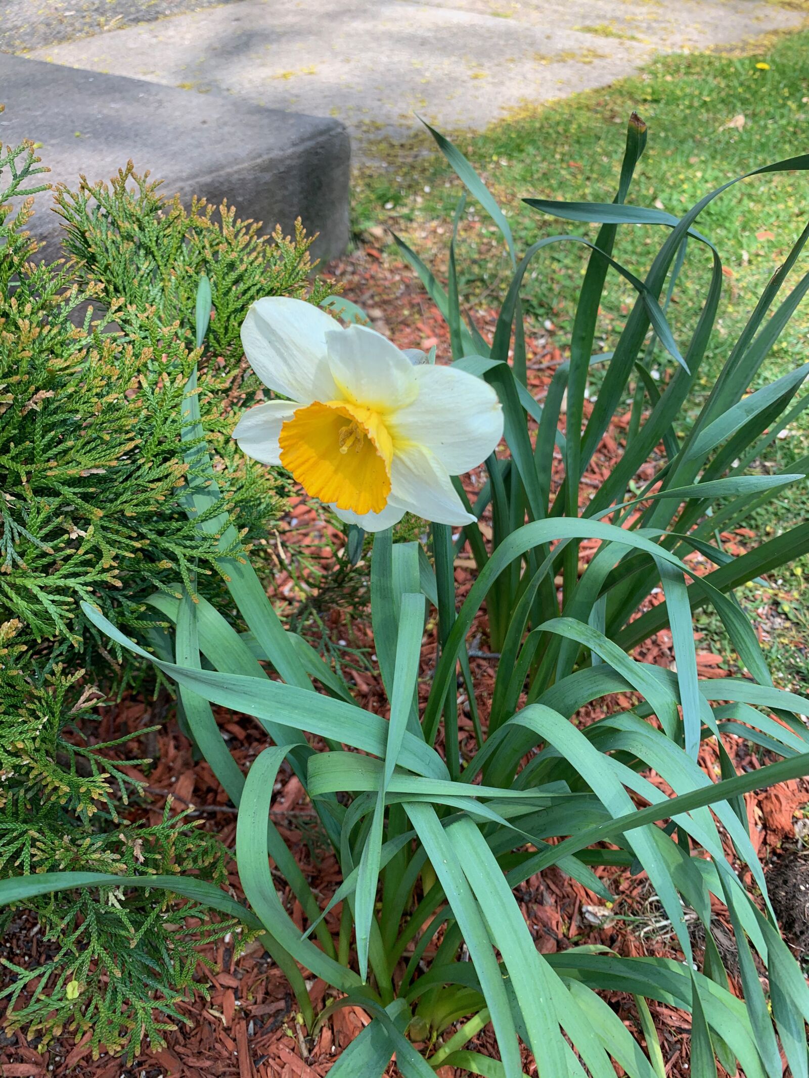 Apple iPhone XR sample photo. Spring, daffodils, easter photography