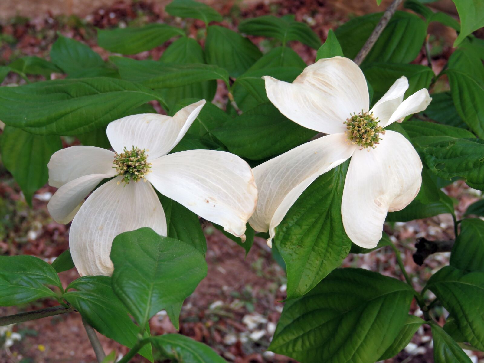 Canon PowerShot SX60 HS sample photo. Dogwood tree, flower, tree photography