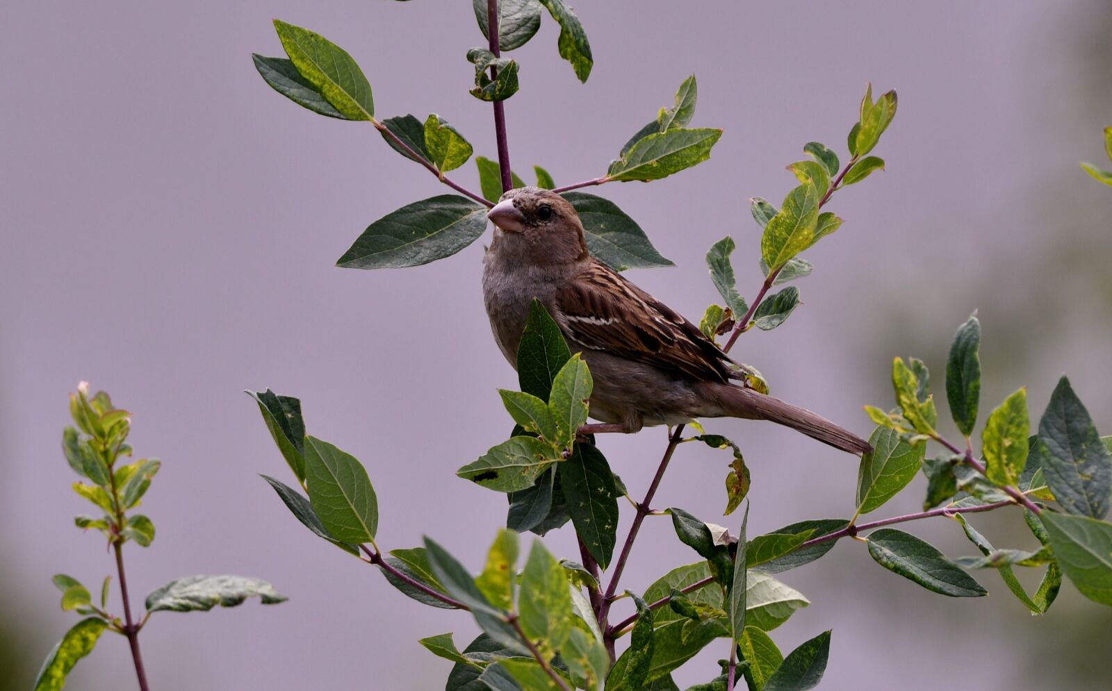 Nikon D500 sample photo. Bird, mus, animal photography