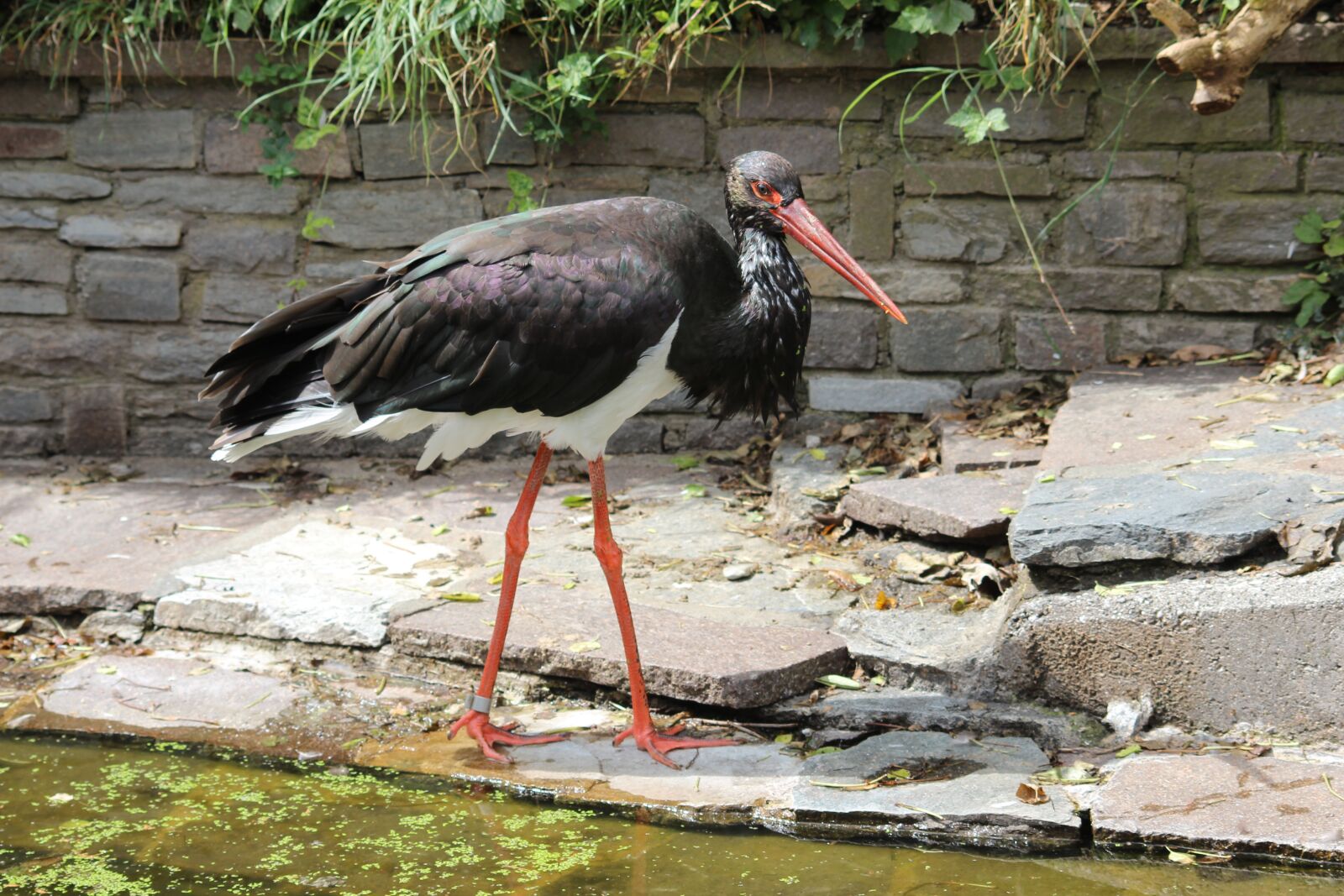 Canon EOS 600D (Rebel EOS T3i / EOS Kiss X5) sample photo. Black stork, stork, bird photography