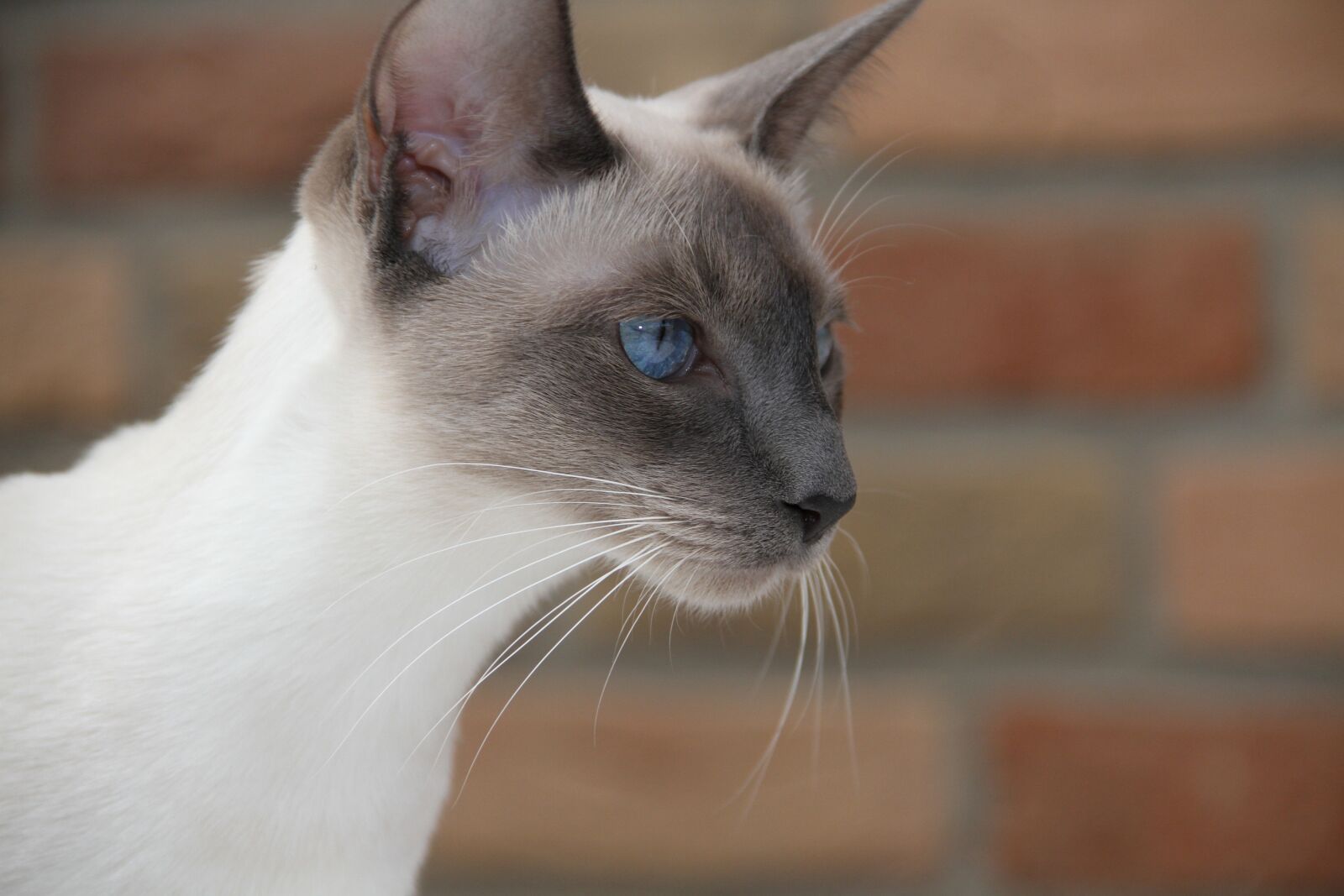Canon EOS 7D sample photo. Cat, pet, siamese cat photography