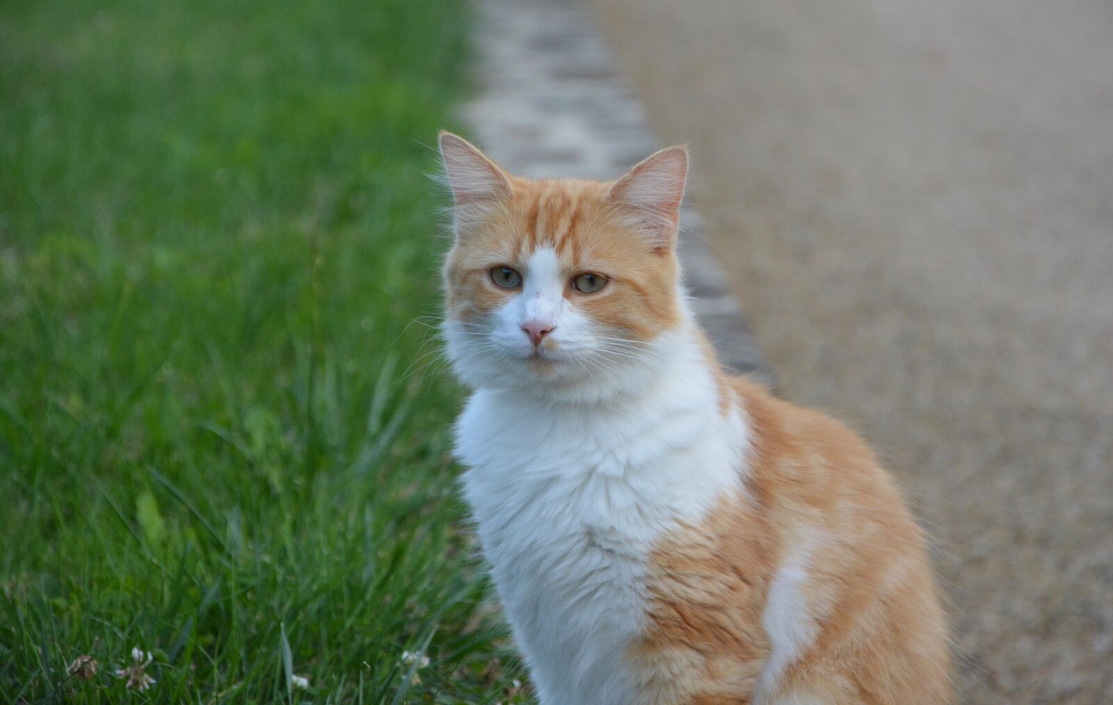 Nikon D5200 sample photo. Cat, look, green eyes photography