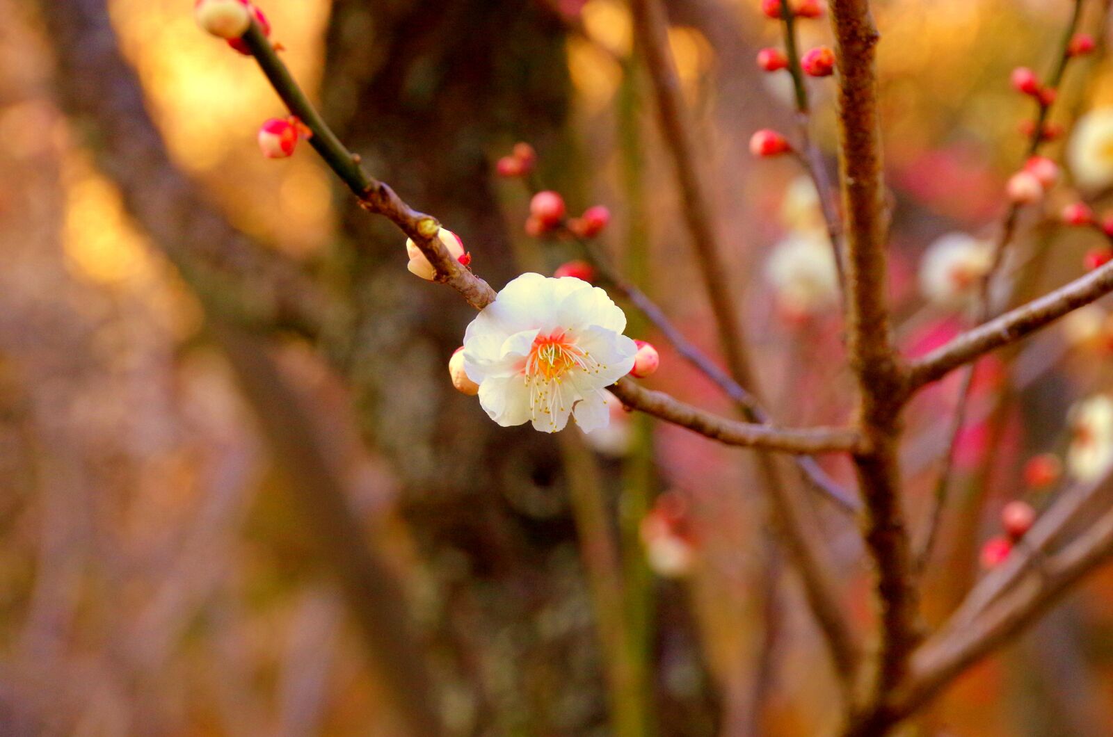 Pentax K-30 sample photo. Plum, japan, flowers photography
