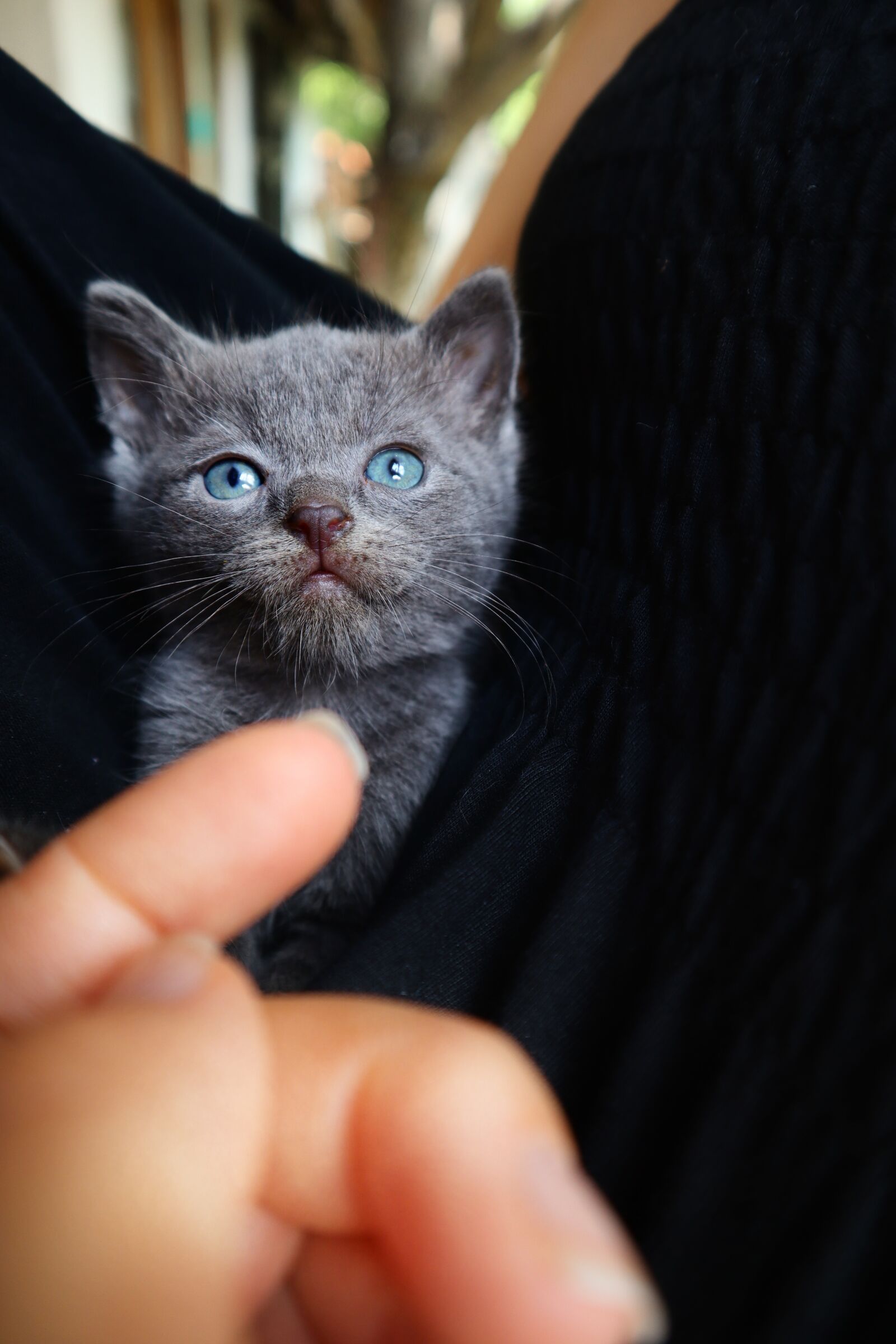 Canon EF-M 15-45mm F3.5-6.3 IS STM sample photo. Cat, kitten, cute photography