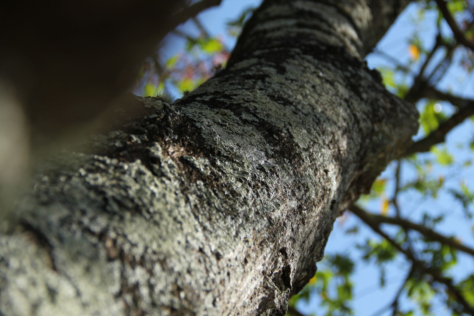 Canon EOS 550D (EOS Rebel T2i / EOS Kiss X4) sample photo. Tree, trunk, texture photography