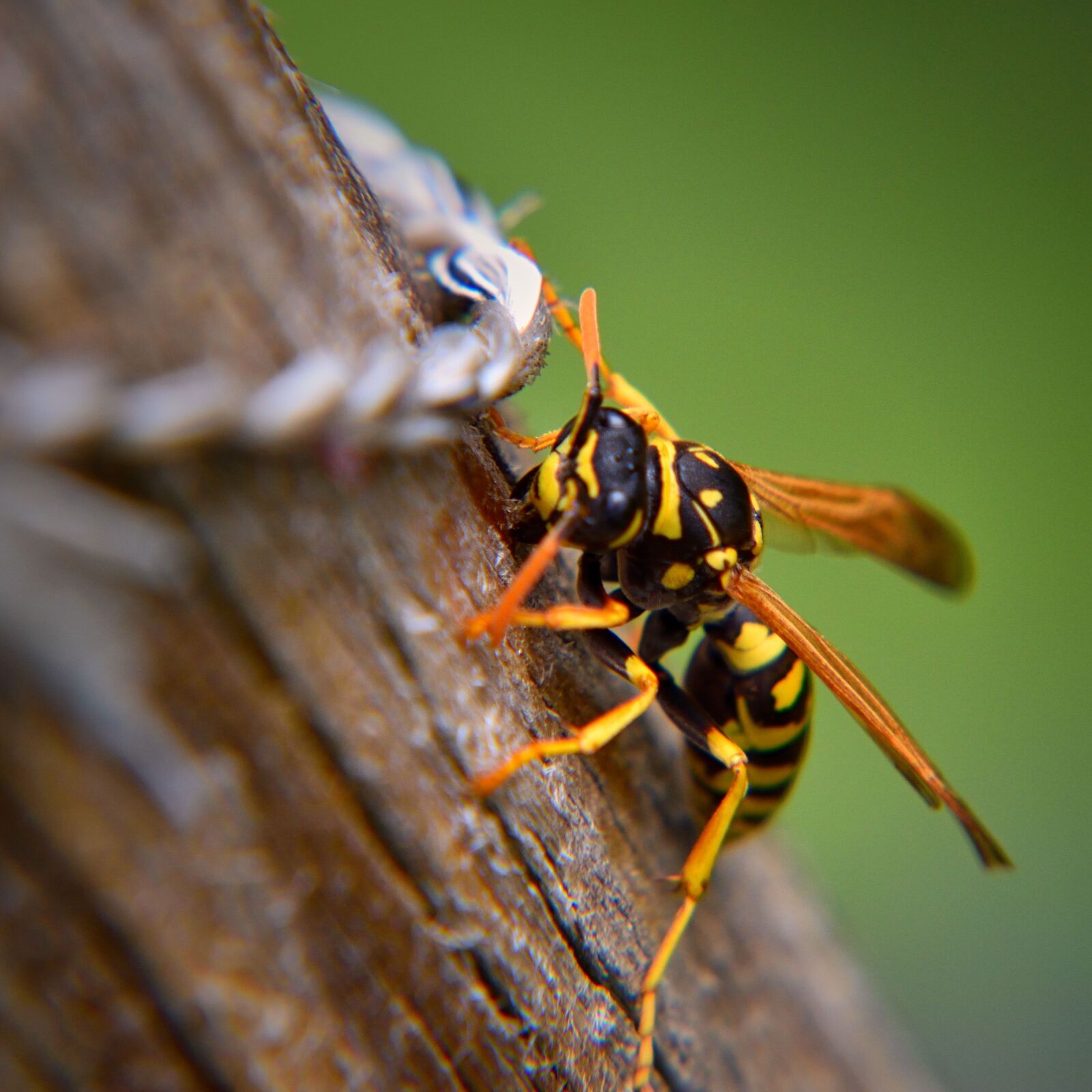 Nikon D5500 sample photo. Wasp, insect, nature photography