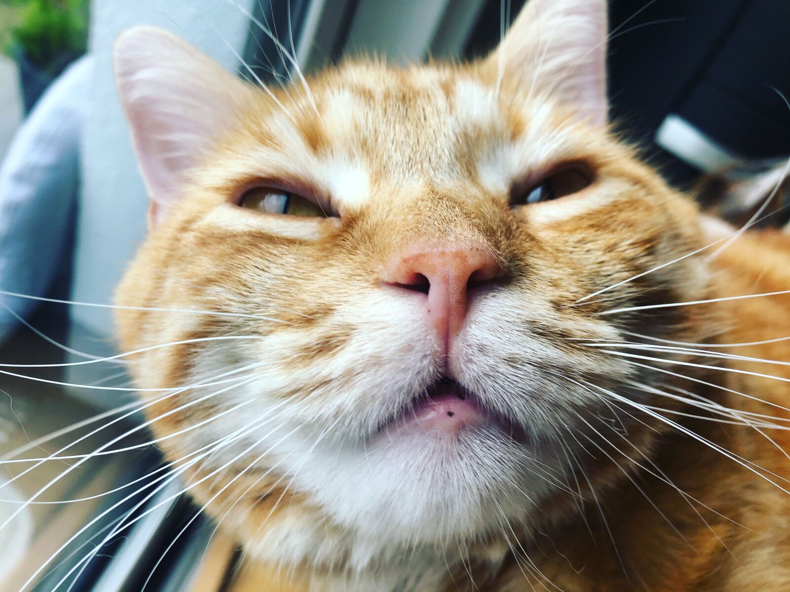 iPhone 8 back camera 3.99mm f/1.8 sample photo. Katze, kätzchen, gustaf photography