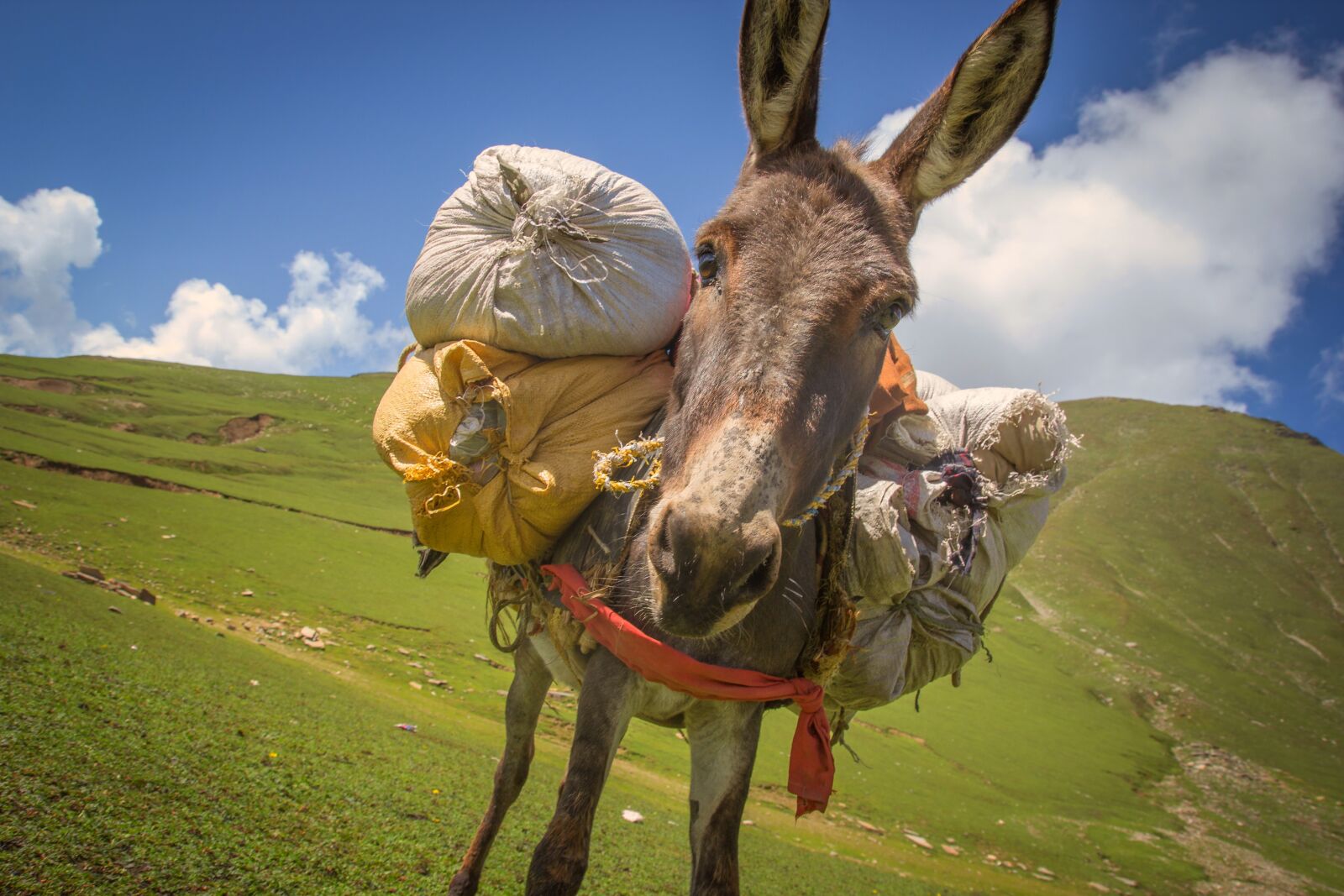 Tamron SP AF 17-50mm F2.8 XR Di II LD Aspherical (IF) sample photo. Donkey, donkey with weight photography