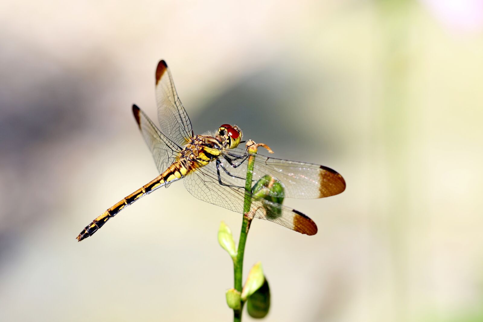Canon EOS 7D Mark II sample photo. Nature, forest, insects photography