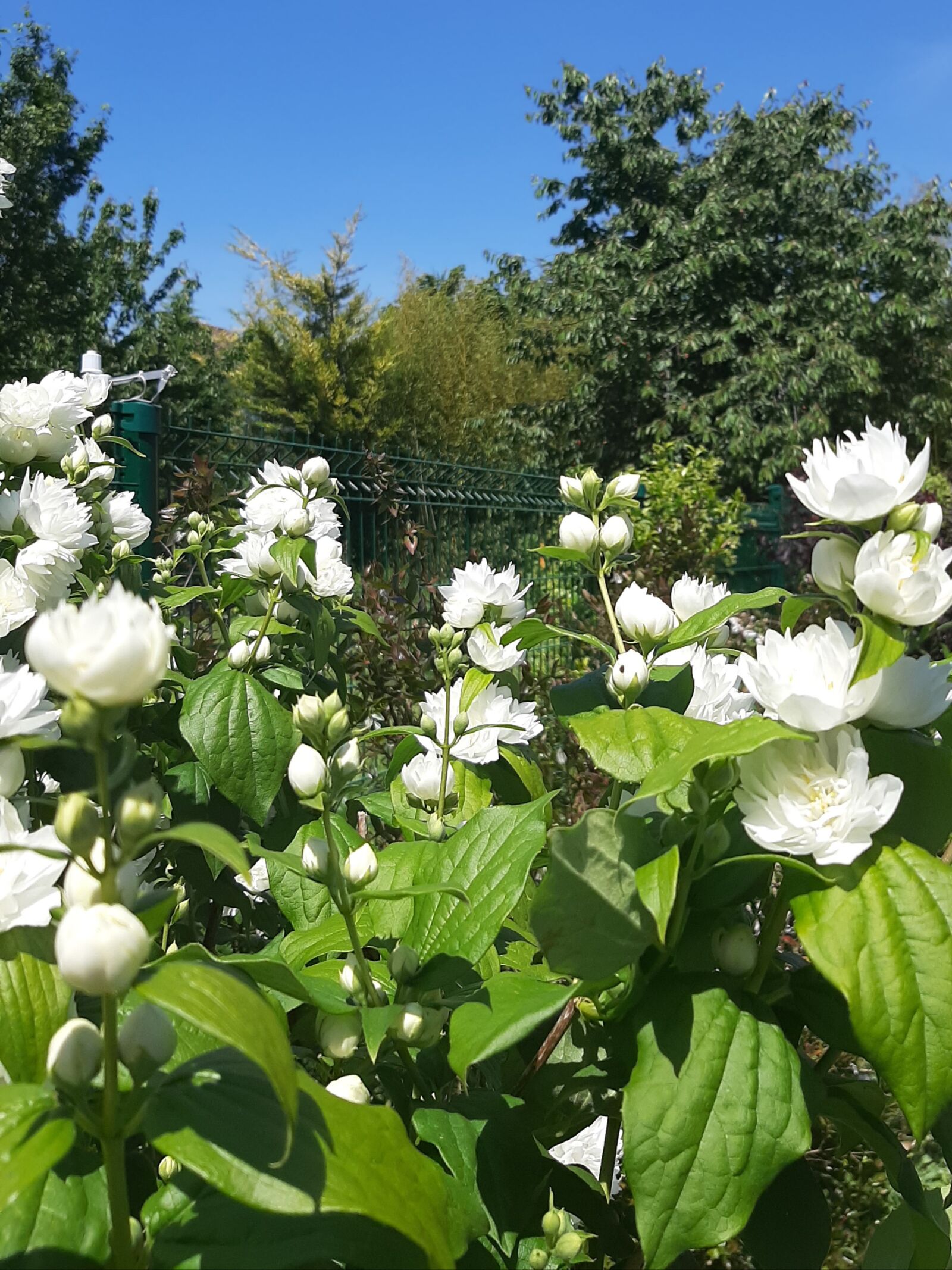 Samsung Galaxy A50 sample photo. Landscape, flower, nature photography