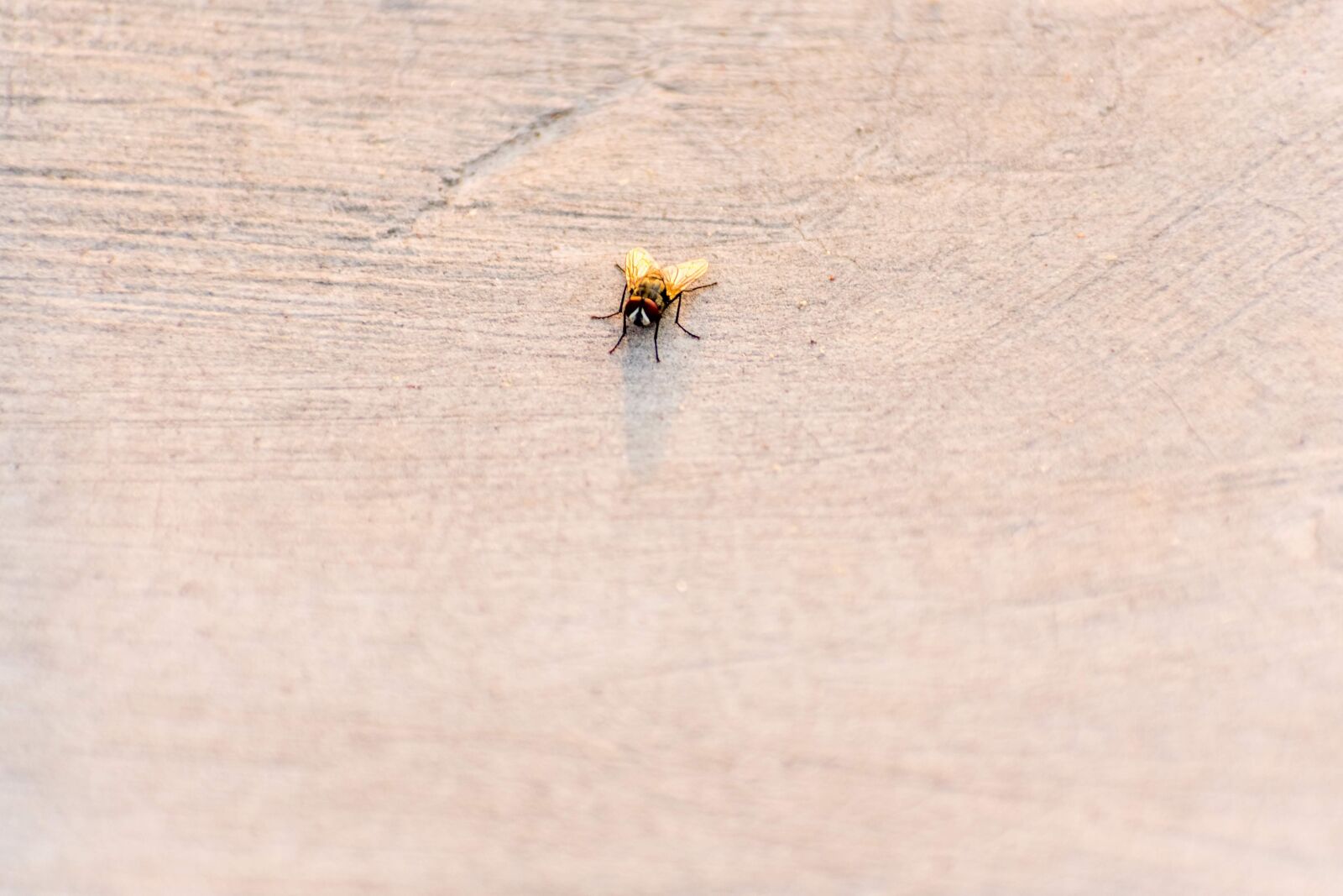 Nikon D3400 sample photo. House fly, bug, fly photography