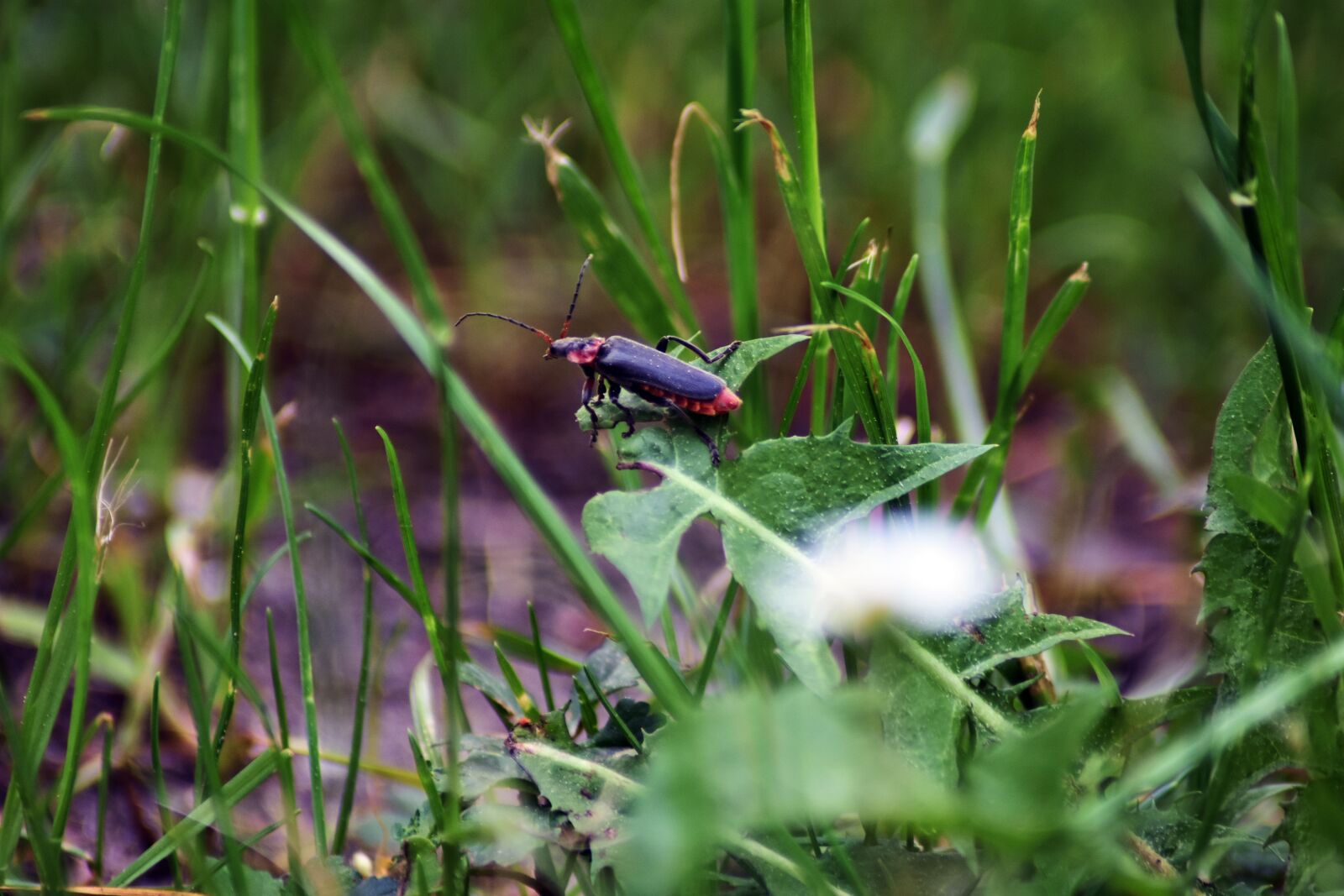Nikon D3400 sample photo. Nature, outdoors, plant photography