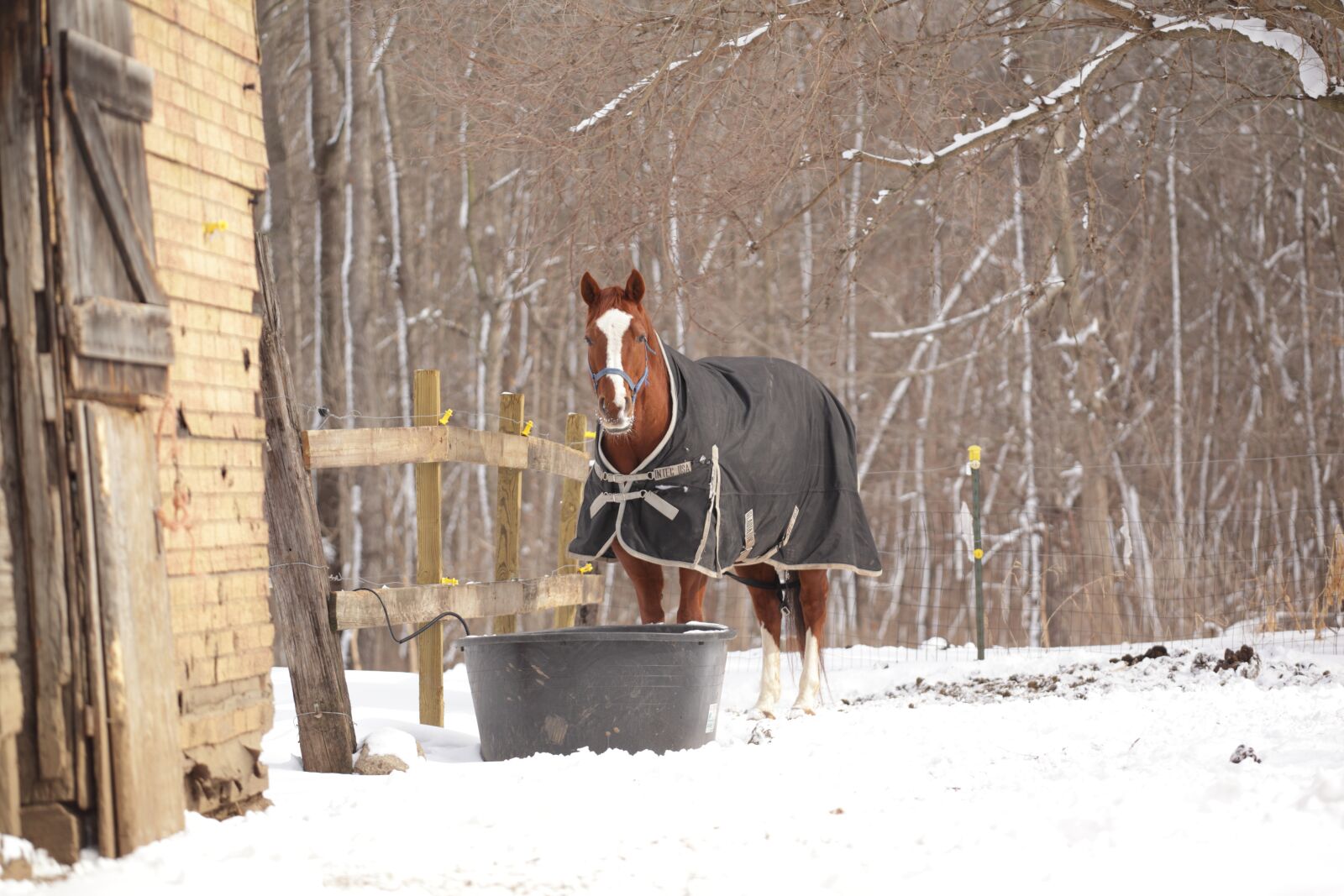 Canon EOS 5D Mark II sample photo. Horse, equine, animal photography