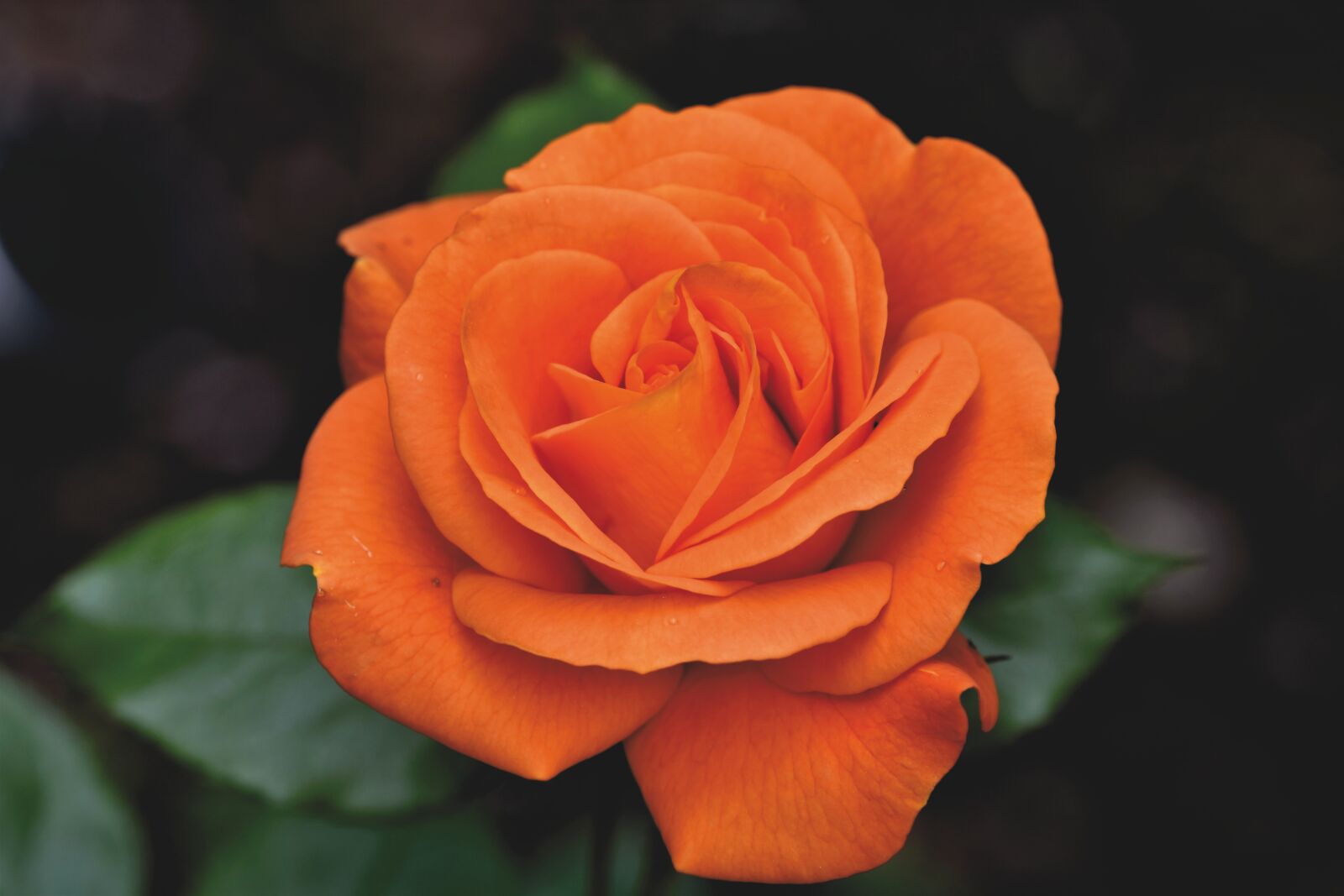 Nikon D7200 sample photo. Rose, rose bloom, garden photography