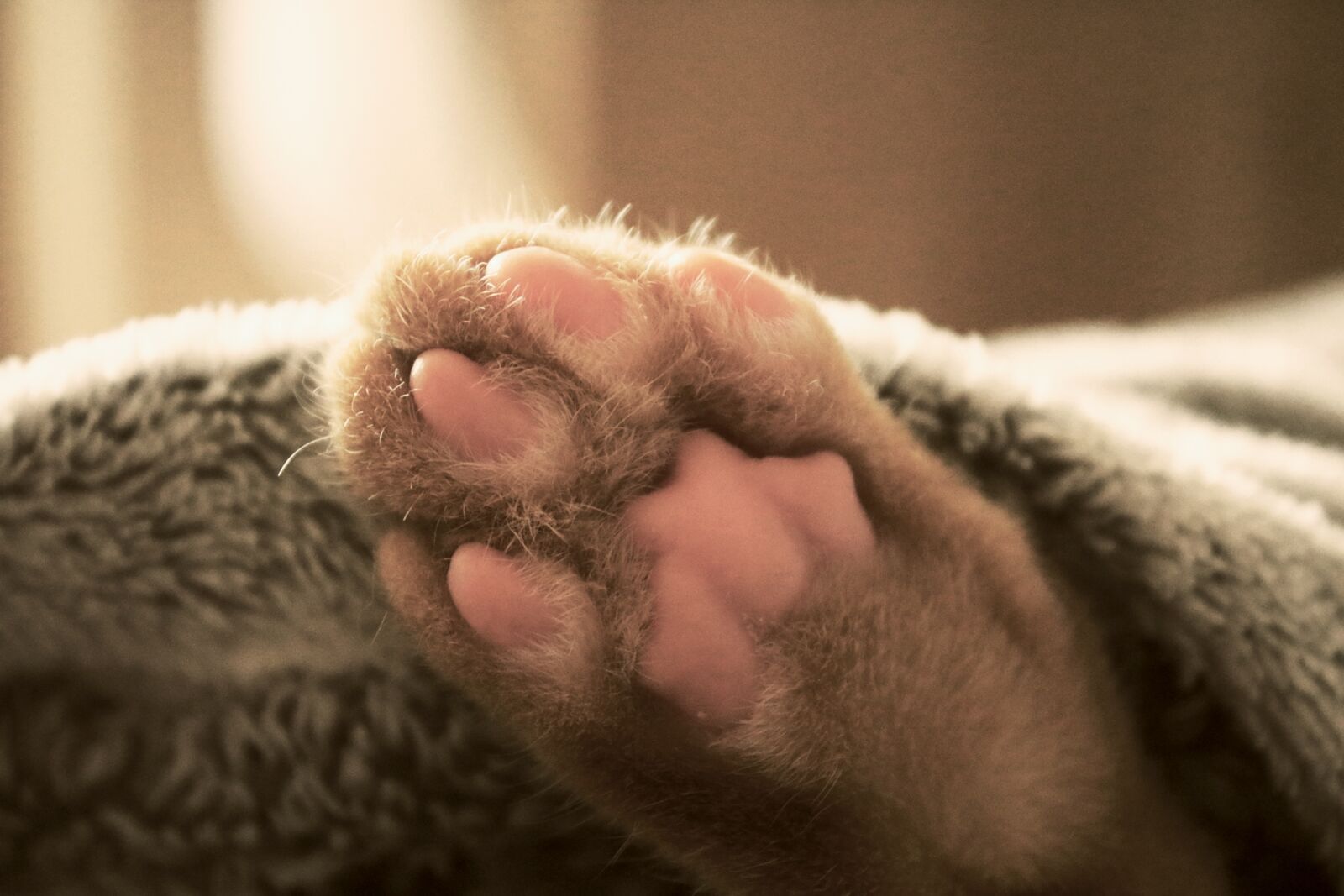 Canon EOS 750D (EOS Rebel T6i / EOS Kiss X8i) sample photo. Cat, paw, bed photography
