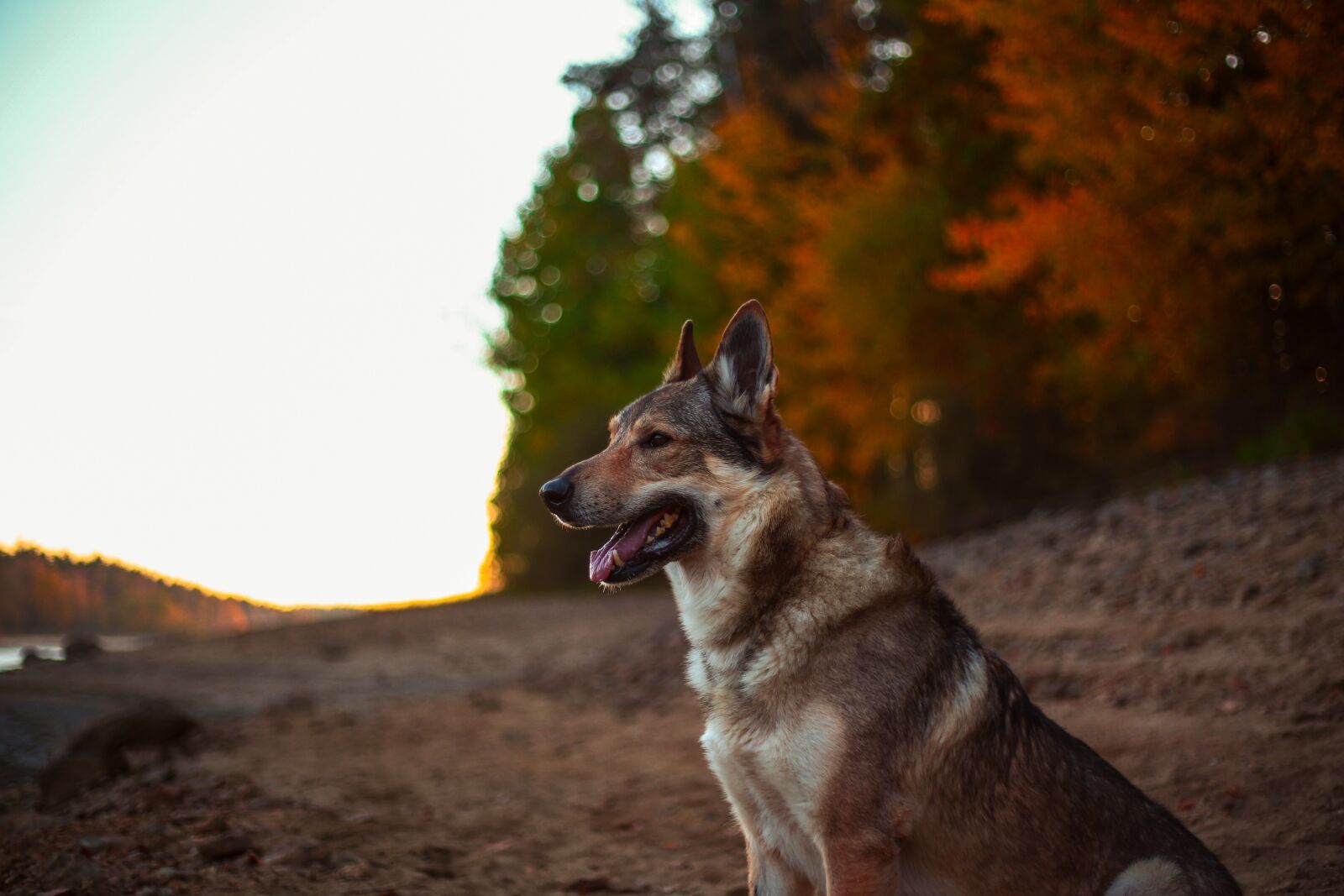 Canon EF 50mm F1.8 II sample photo. Dog, alsatian, animal photography