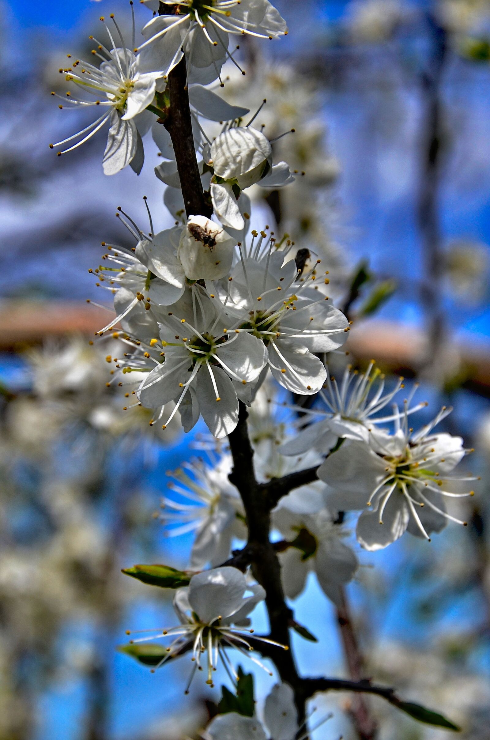 Nikon D7000 sample photo. Flowers, spring, branch photography