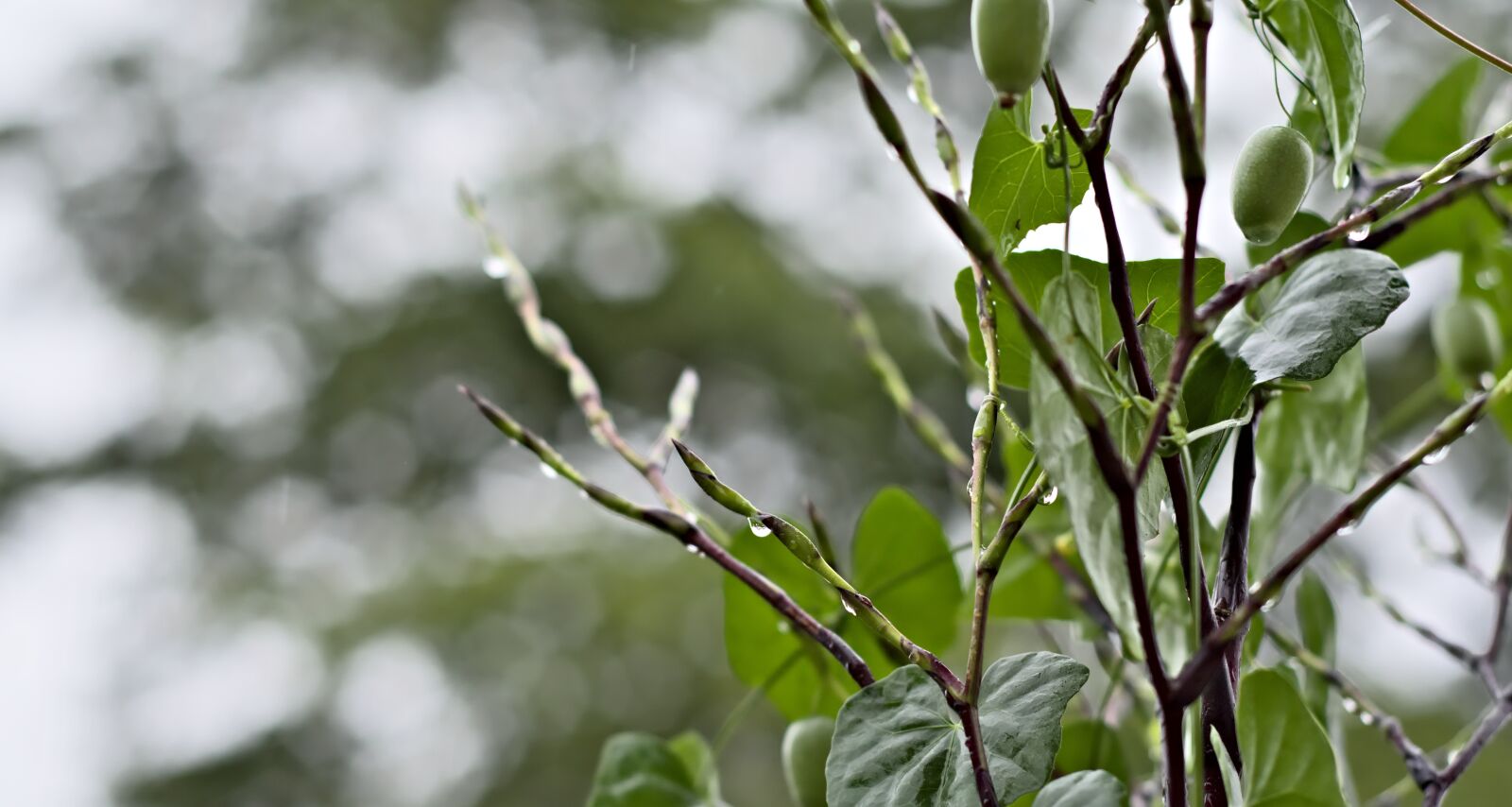 Nikon D7200 sample photo. Water droplets, rainy day photography