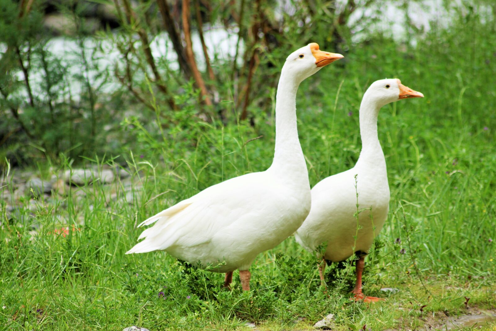 Canon EOS 500D (EOS Rebel T1i / EOS Kiss X3) sample photo. Duck, nature, ducks photography