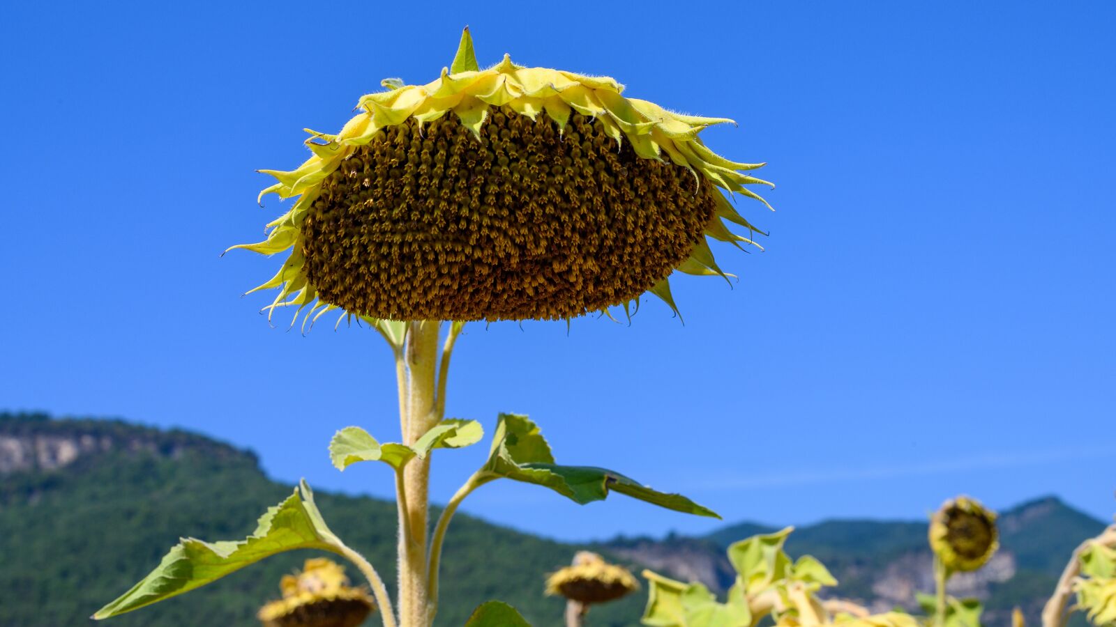 Nikon Z6 sample photo. Flor, flower, sunflower photography
