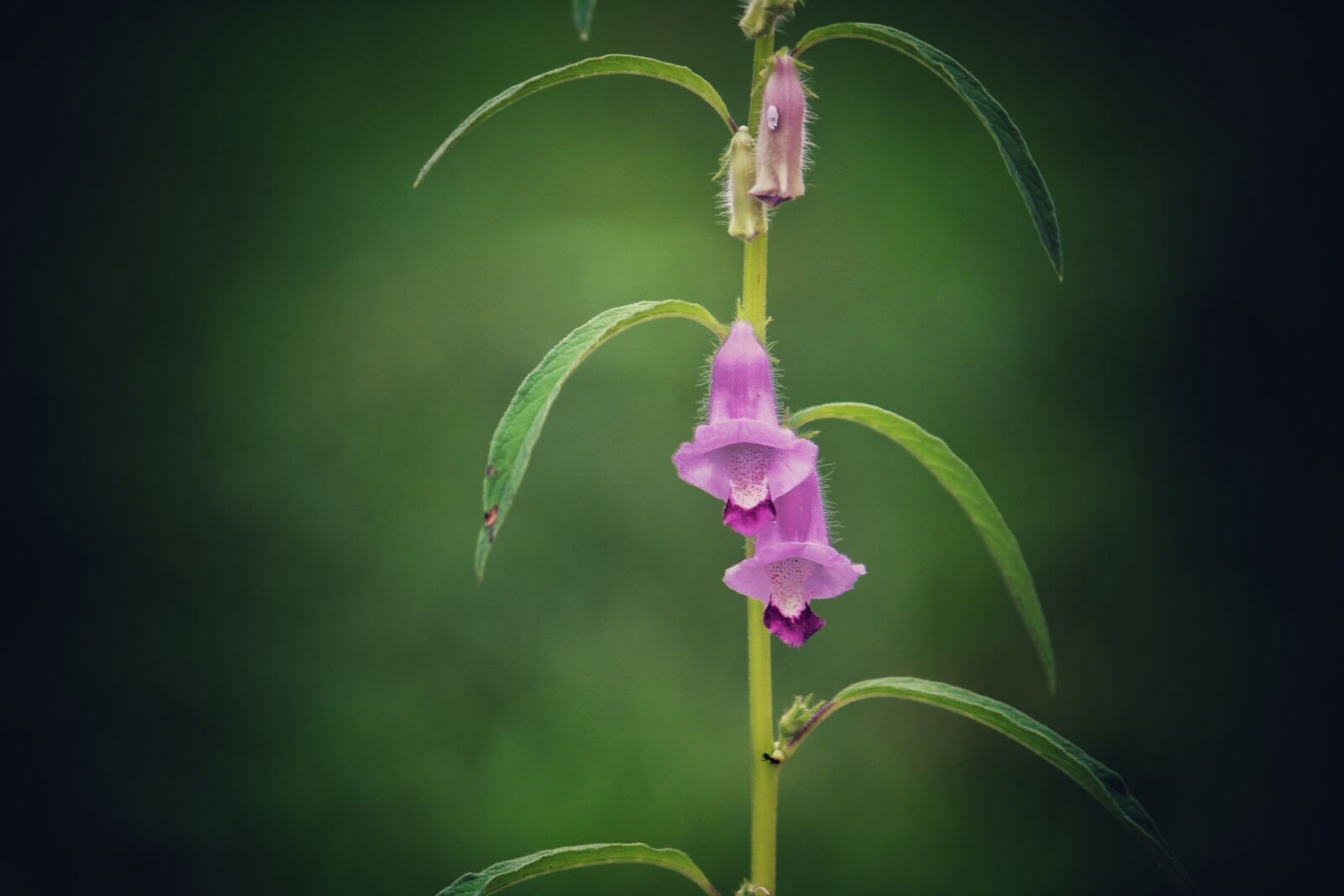 Canon EOS 1300D (EOS Rebel T6 / EOS Kiss X80) sample photo. Nature, flower, pink photography