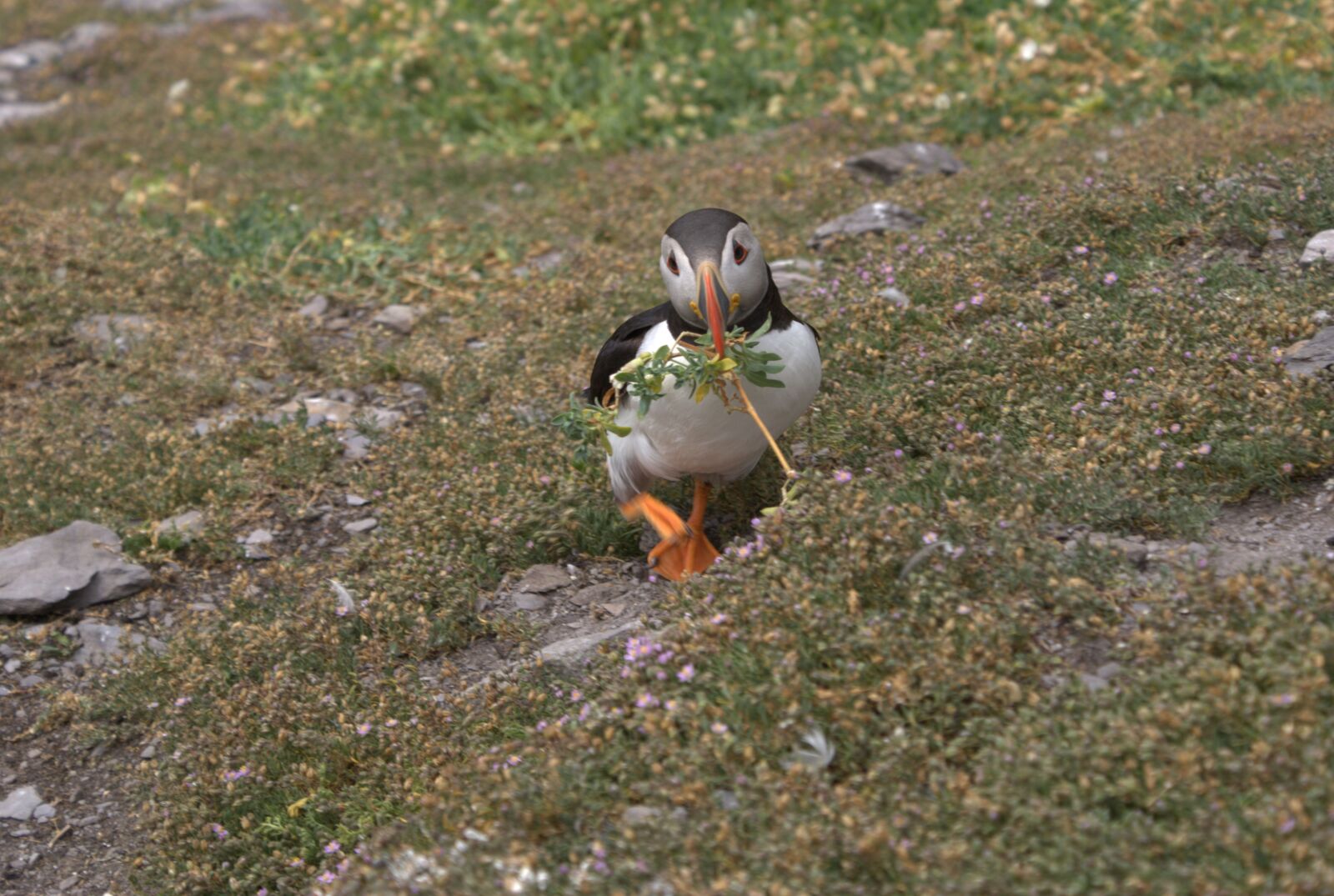 Sony Alpha DSLR-A200 sample photo. Puffin holding greenery, atlantic photography