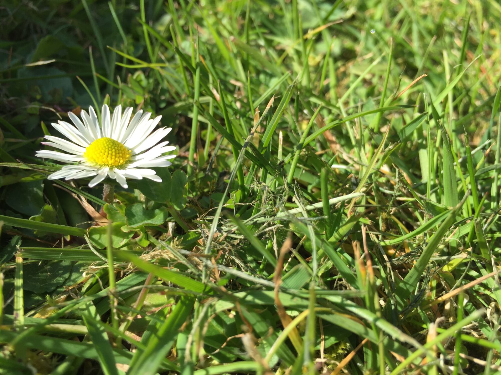 Apple iPhone 6 sample photo. Daisy, grass, meadow photography
