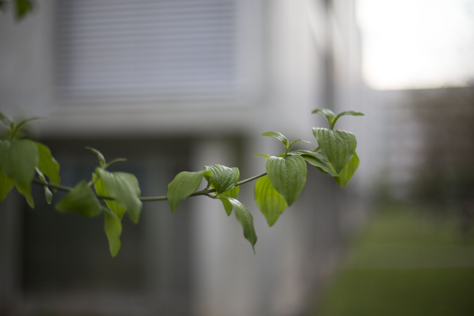 Canon EOS 6D + Canon EF 50mm F1.4 USM sample photo. Green, leaf, leafs photography