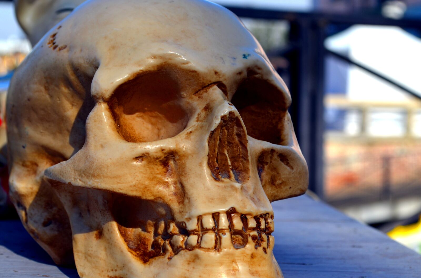 Nikon D5100 sample photo. Skull, antiques photography