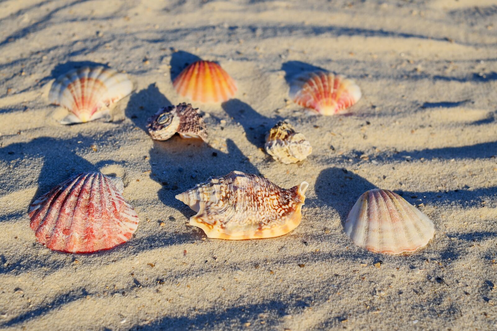 Fujifilm X-T10 + Fujifilm XF 35mm F1.4 R sample photo. Mussels, sea, beach photography
