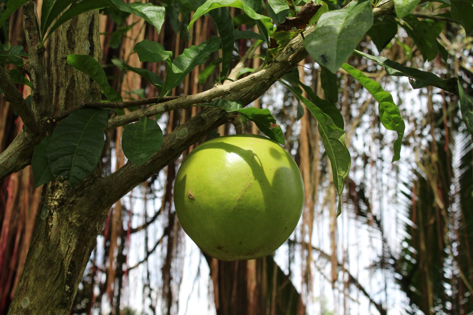 Canon EOS 1300D (EOS Rebel T6 / EOS Kiss X80) sample photo. Fruit, tree, exotic photography