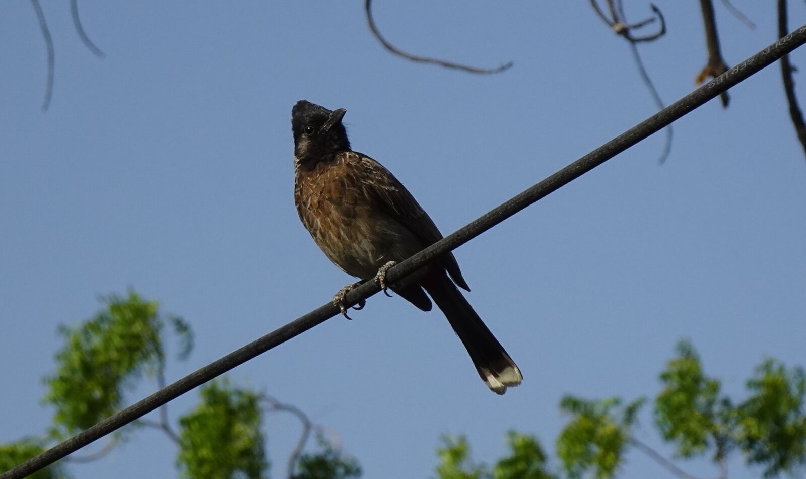 Sony DSC-WX800 sample photo. Bird, red-vented bulbul, pycnonotus photography