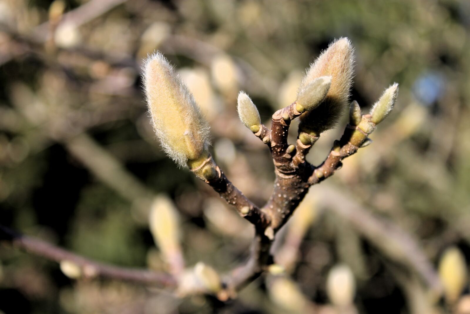 Canon EOS 1100D (EOS Rebel T3 / EOS Kiss X50) sample photo. Gems, plant, nature photography