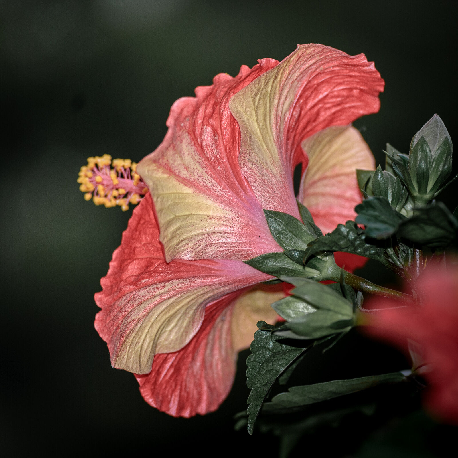 Nikon D40X sample photo. Gunbir, hibiscus, nikon photography